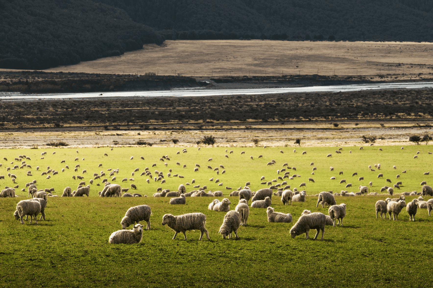 Ganadero y veterinario, esenciales para cuidar la salud de los animales, las personas y del planeta