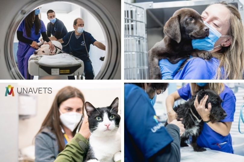 El Grupo Veterinario UNAVETS apoya a sus equipos clínicos con un aumento salarial para todos los empleados