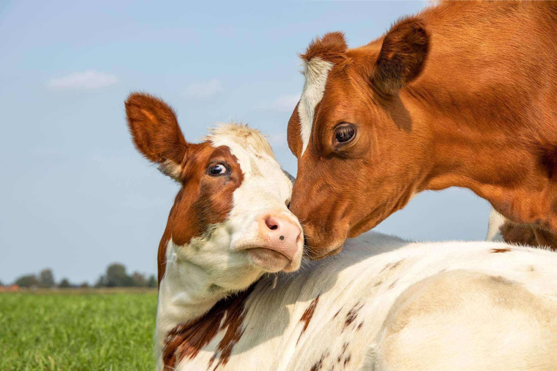 Innovación ganadera, dos empresas gallegas saben cómo hablar con las vacas
