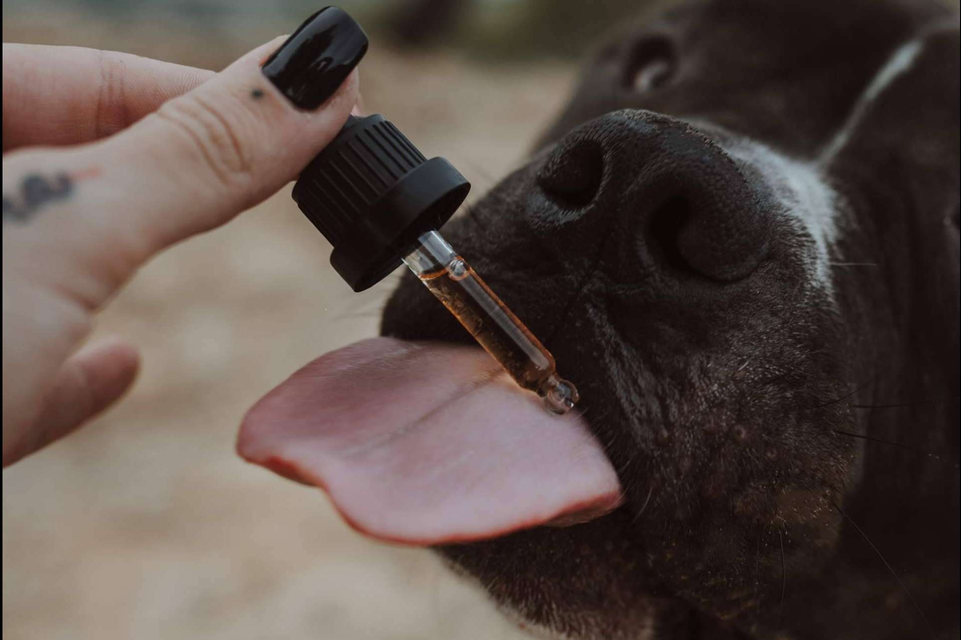 Aceite de CBD para mascotas en Weedness CBD