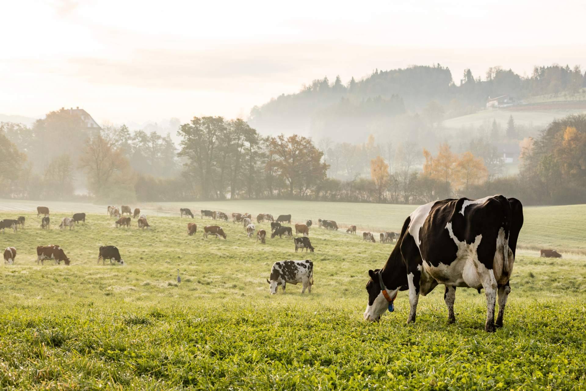 Hablar con las vacas, el hito conseguido por dos empresas gallegas