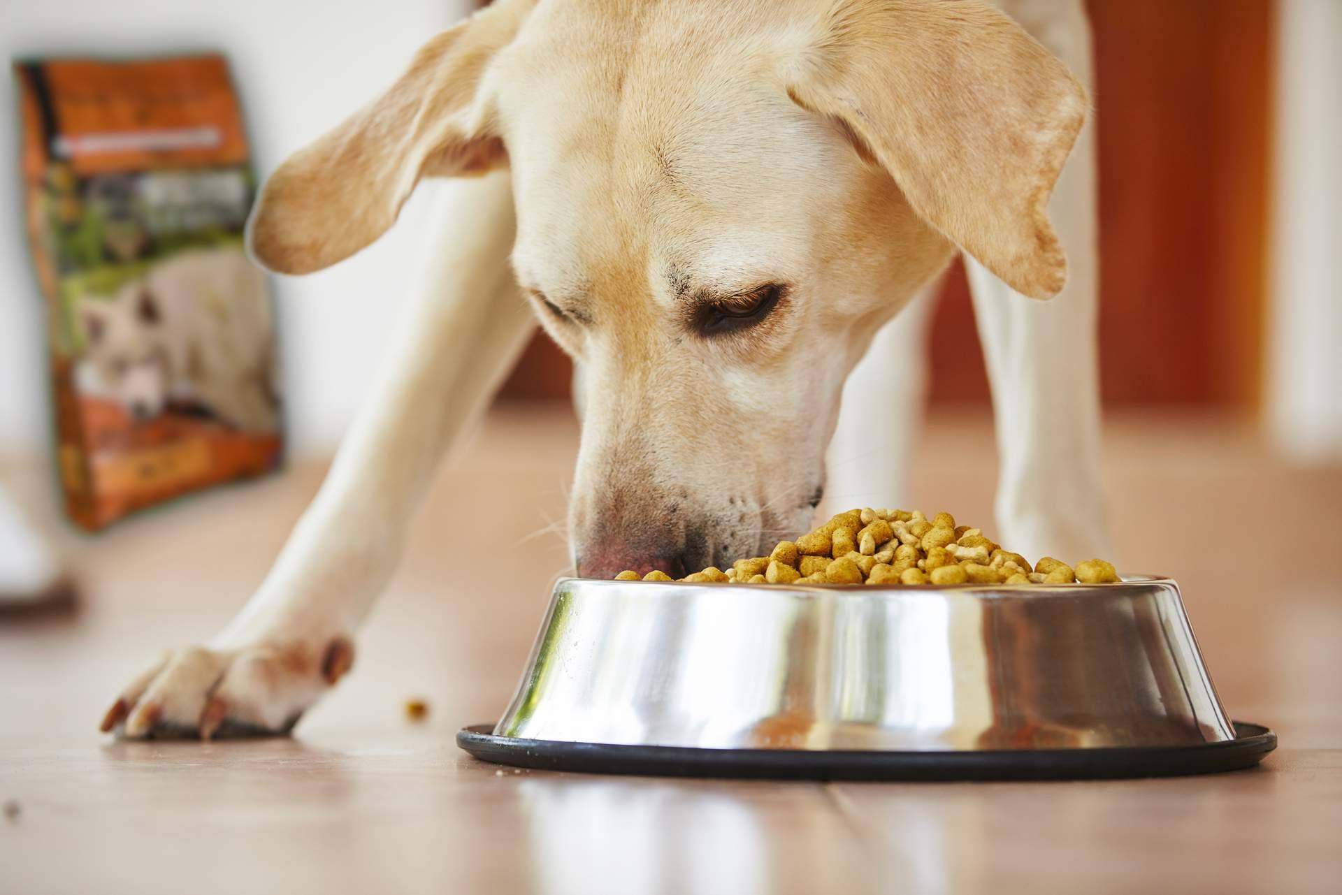 ¿Qué es realmente el pienso para perros?