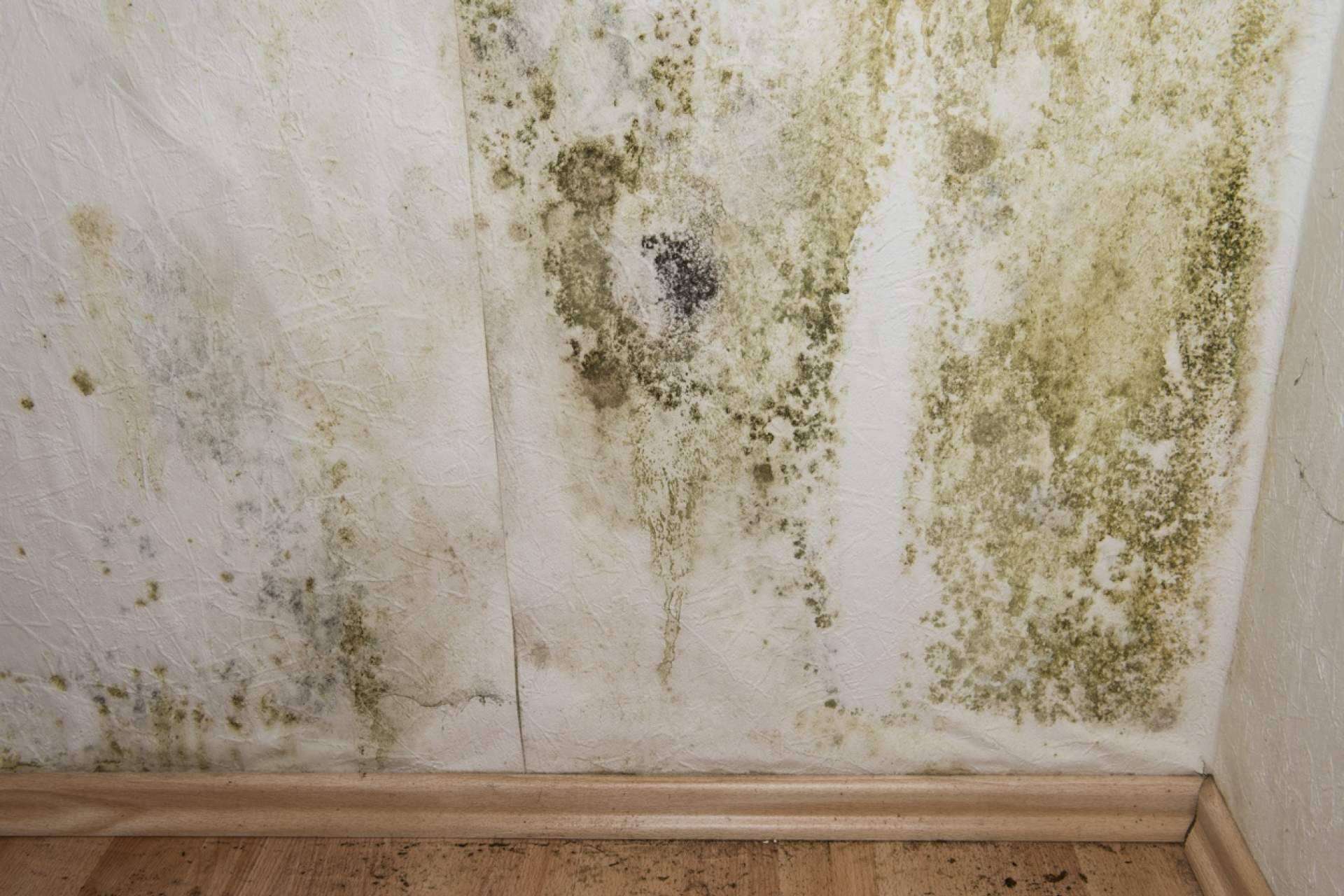 Valencia Reformas, soluciones definitivas de las humedades