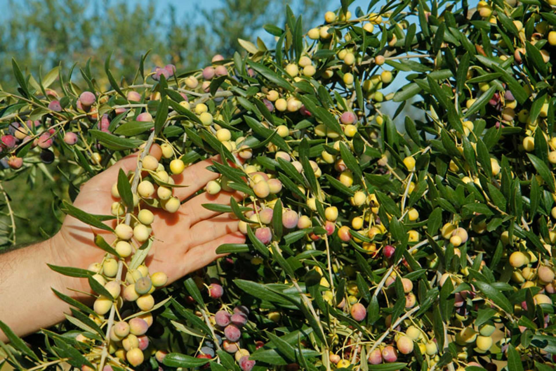 La Cooperativa de la Espluga Calba y su aceite de oliva virgen extra