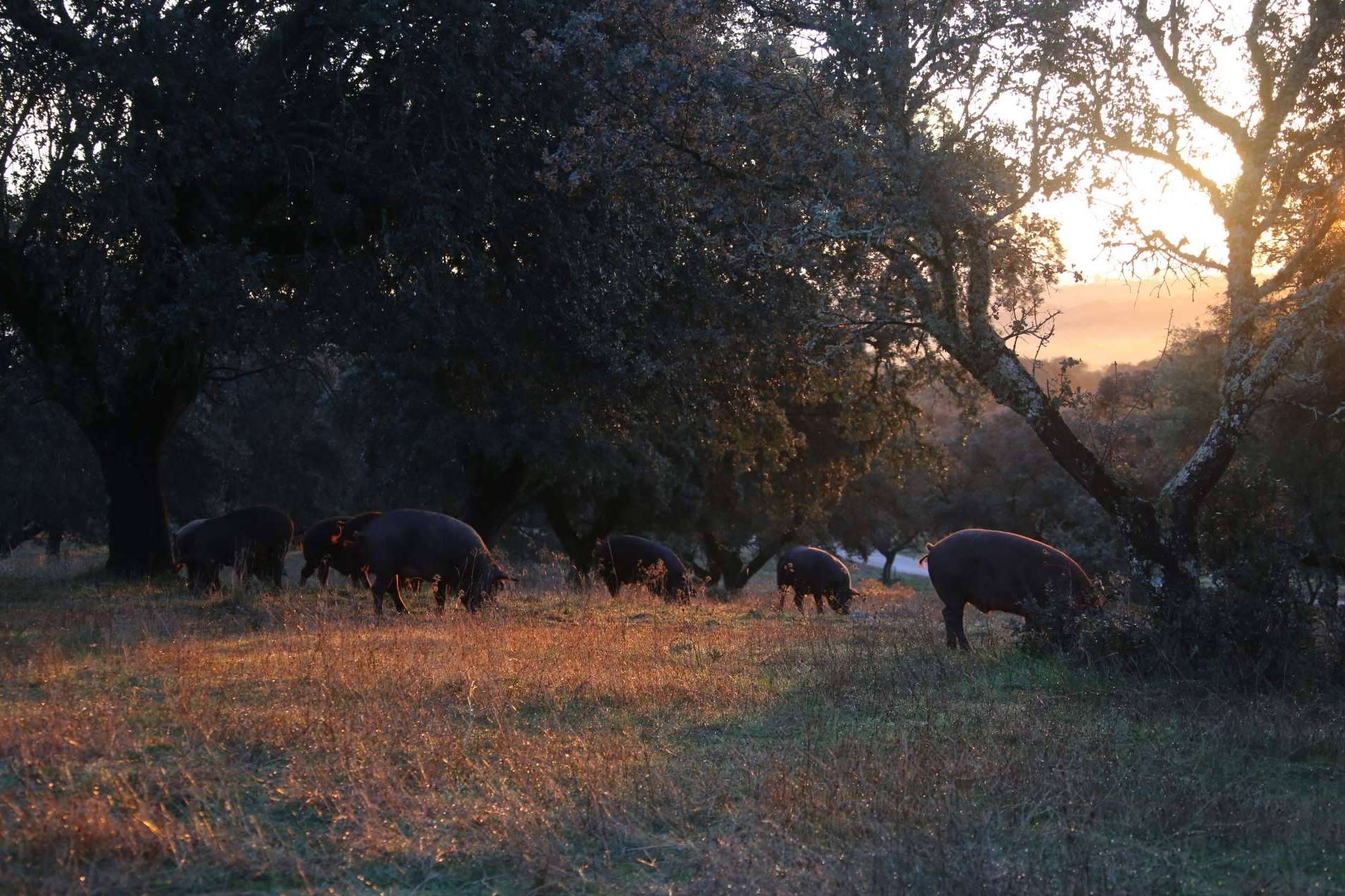 Adquirir embutidos e ibéricos sostenibles de calidad de cara a la Navidad de la mano de Don Ibérico