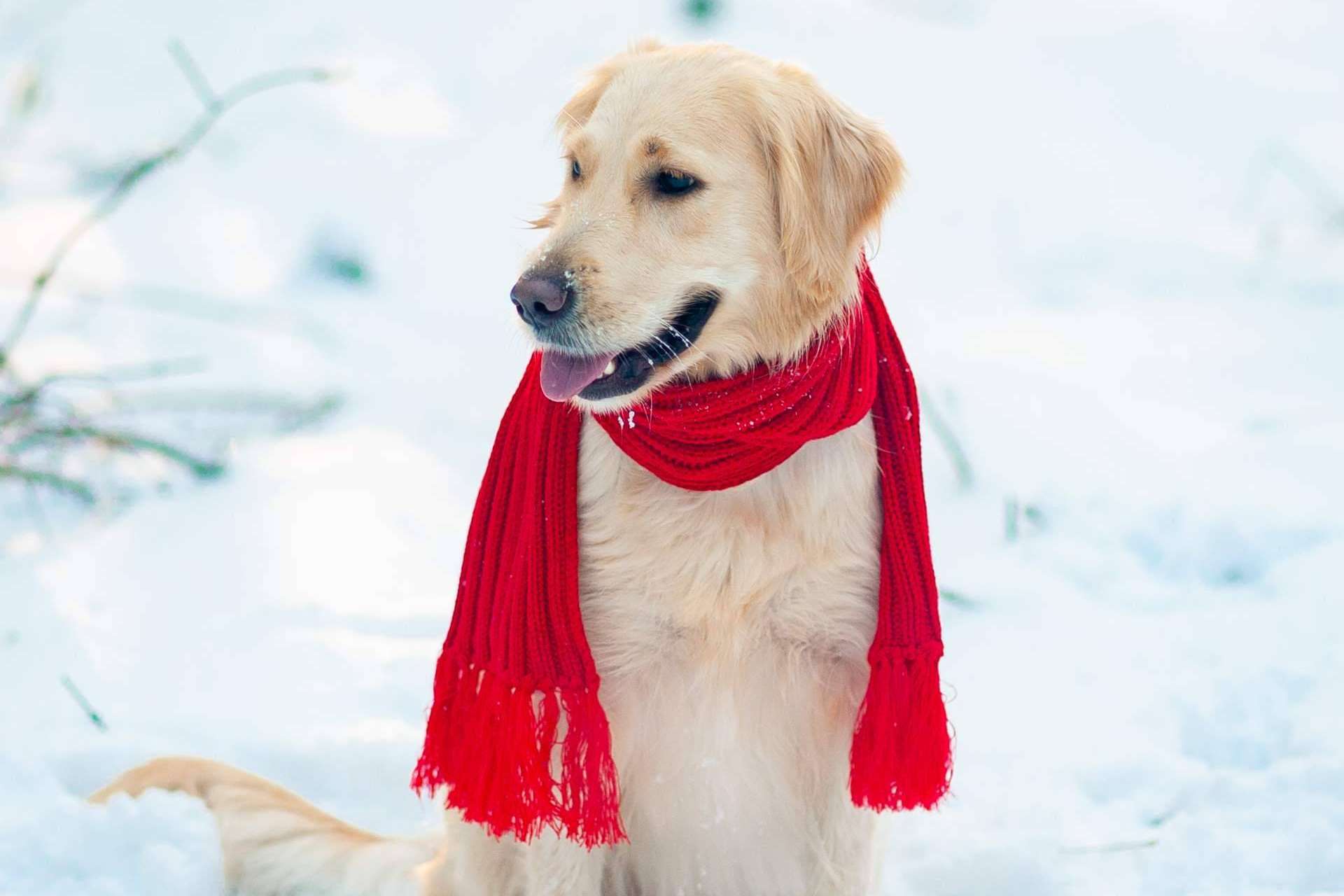 Los cuidados que requieren los perros de cara al invierno, con LovePets