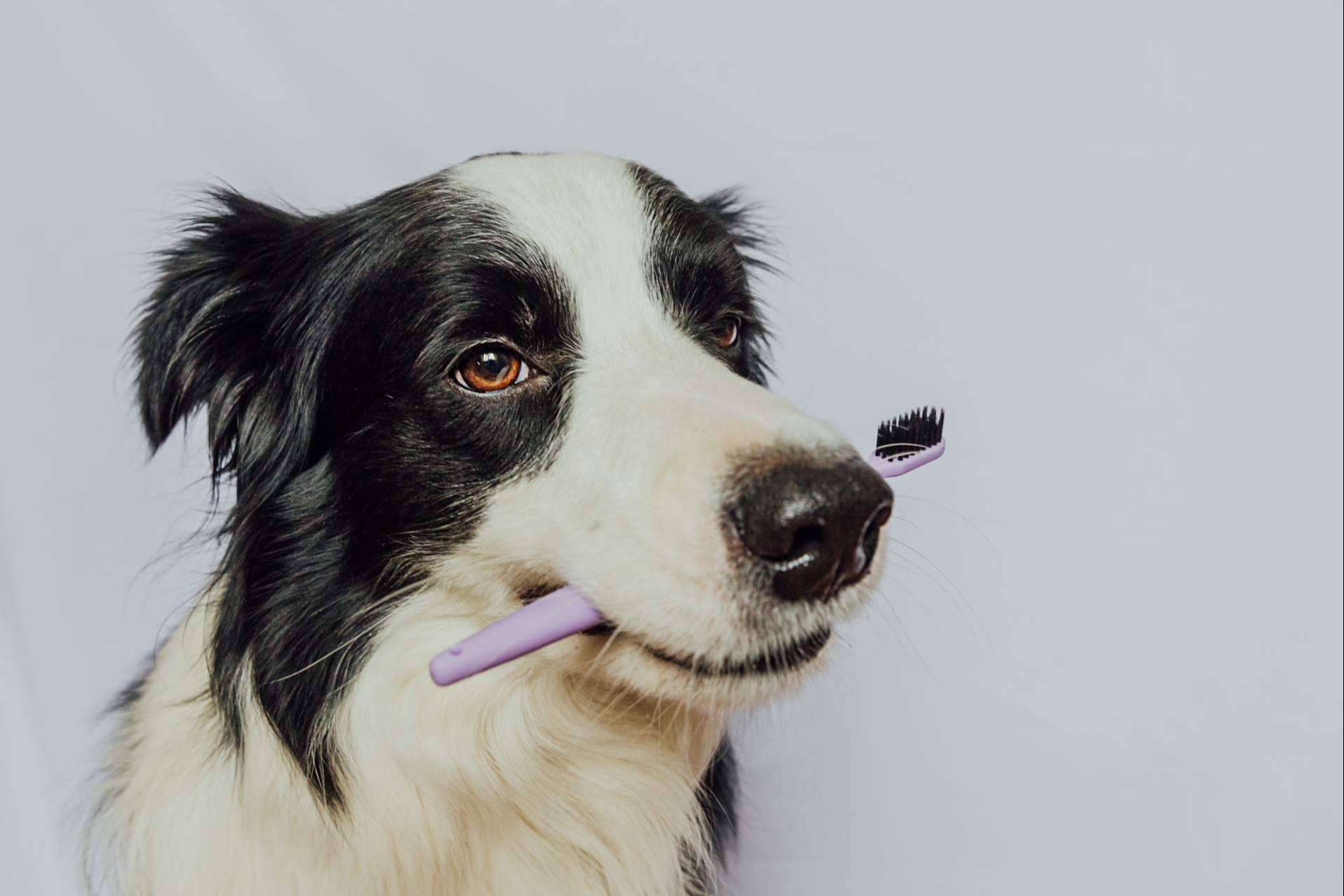 LovePets destaca los beneficios de los masticables para la salud dental de los perros