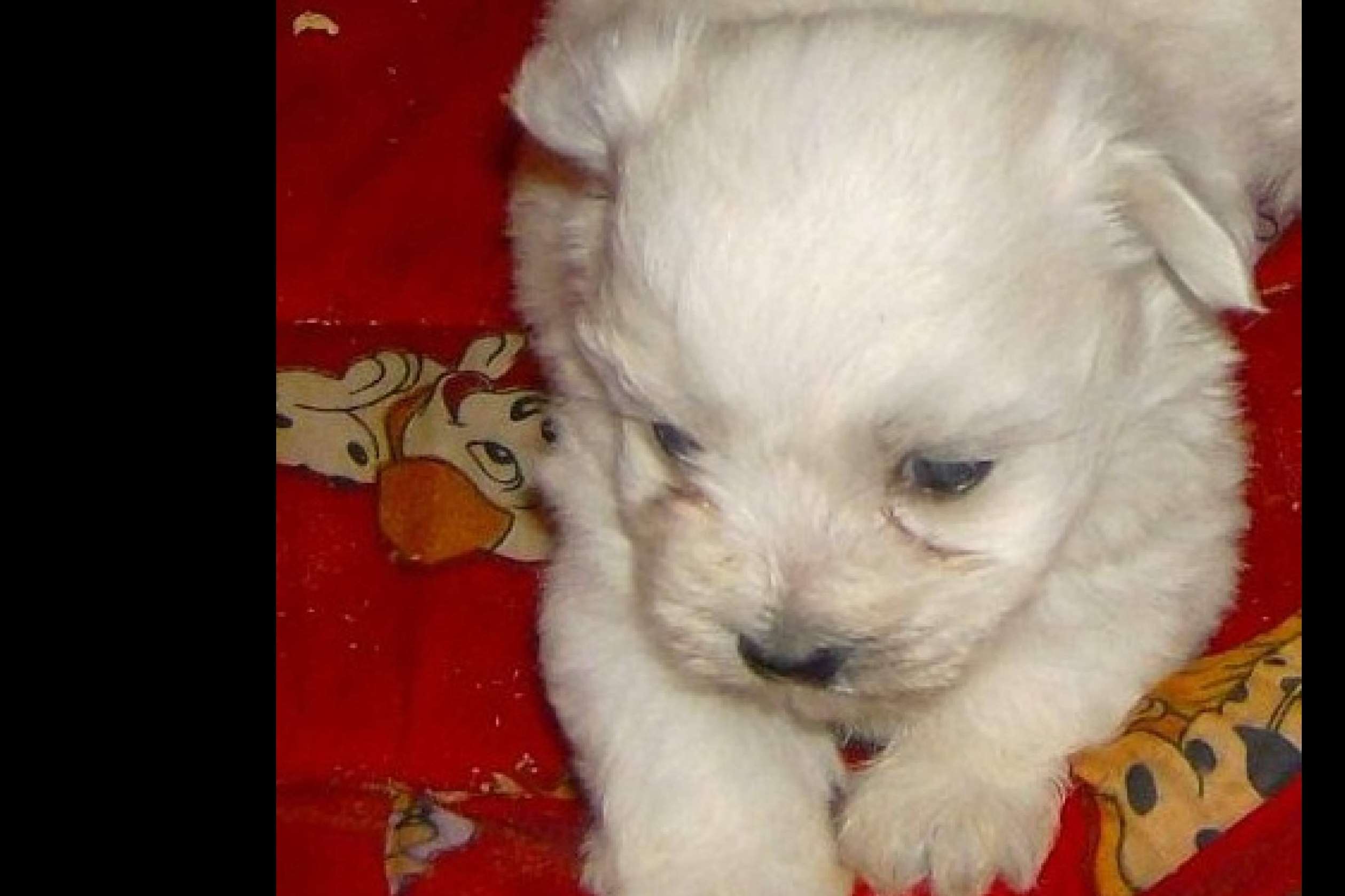 El Mundo del Cachorro, el criadero cachorros que ofrece la compra legal y autorizada de caninos