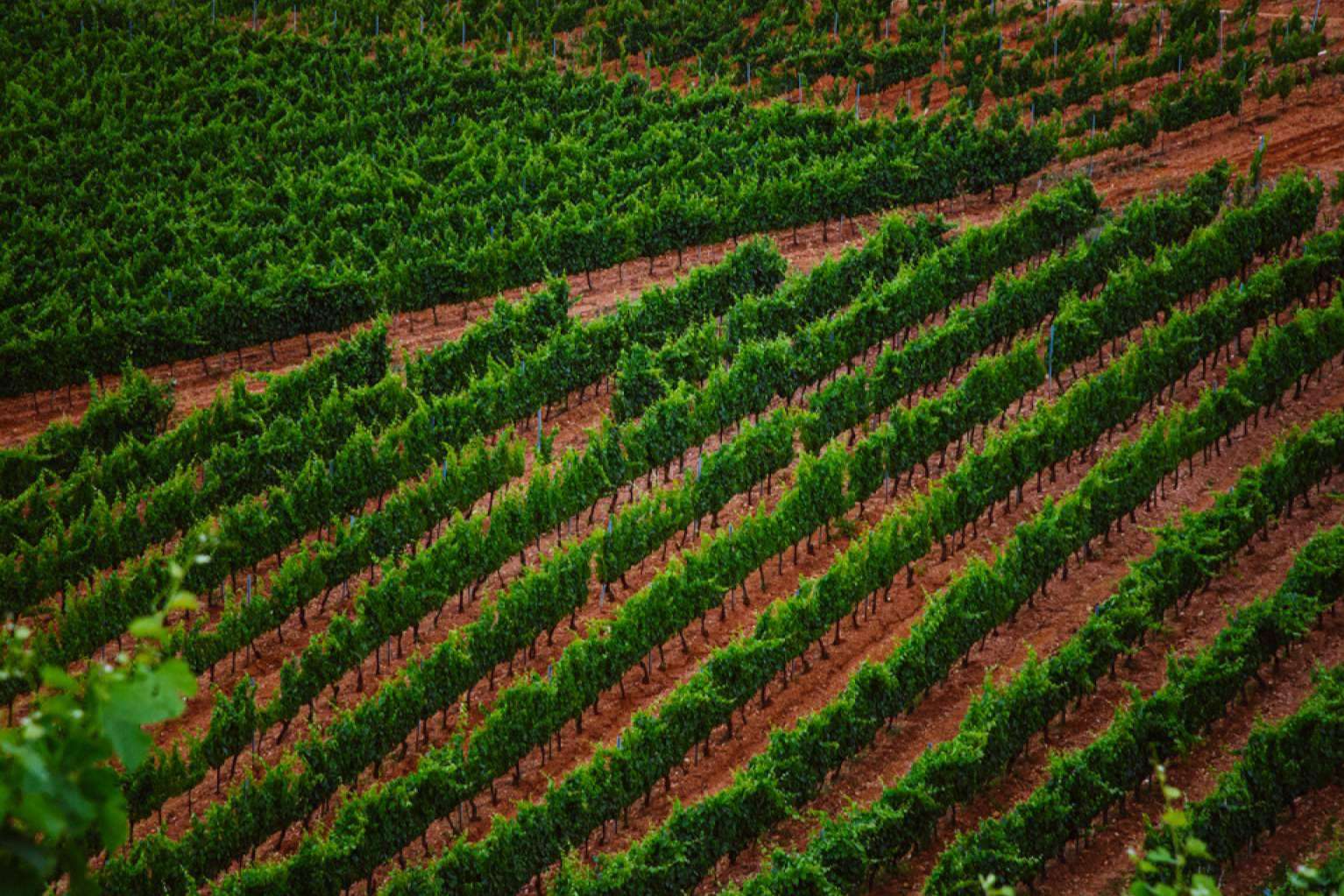 Agencia de comunicación en el mundo del vino