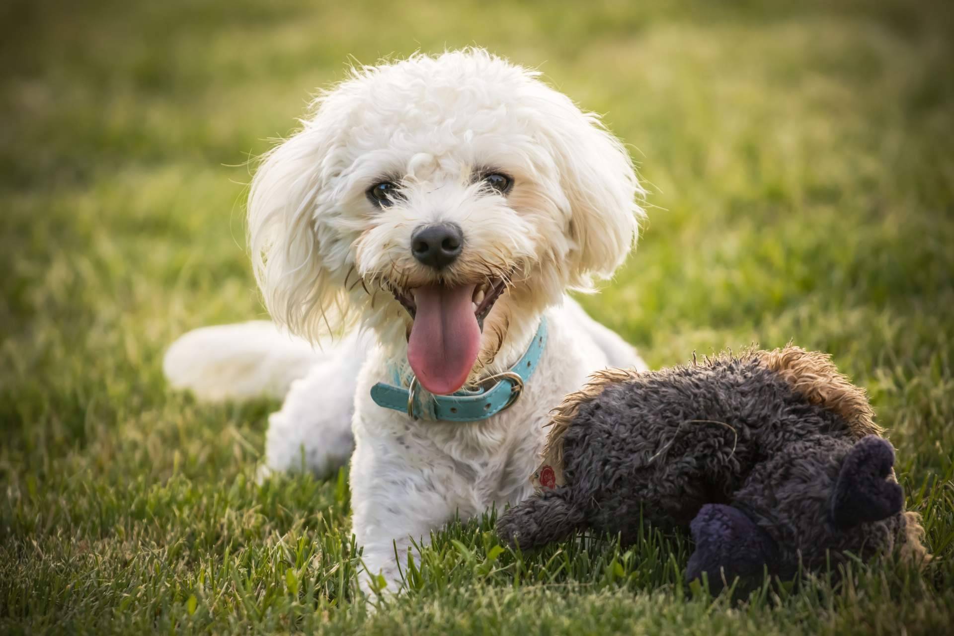 El Mundo del Cachorro sobre la lealtad y felicidad de los cachorros de Bichón Maltés