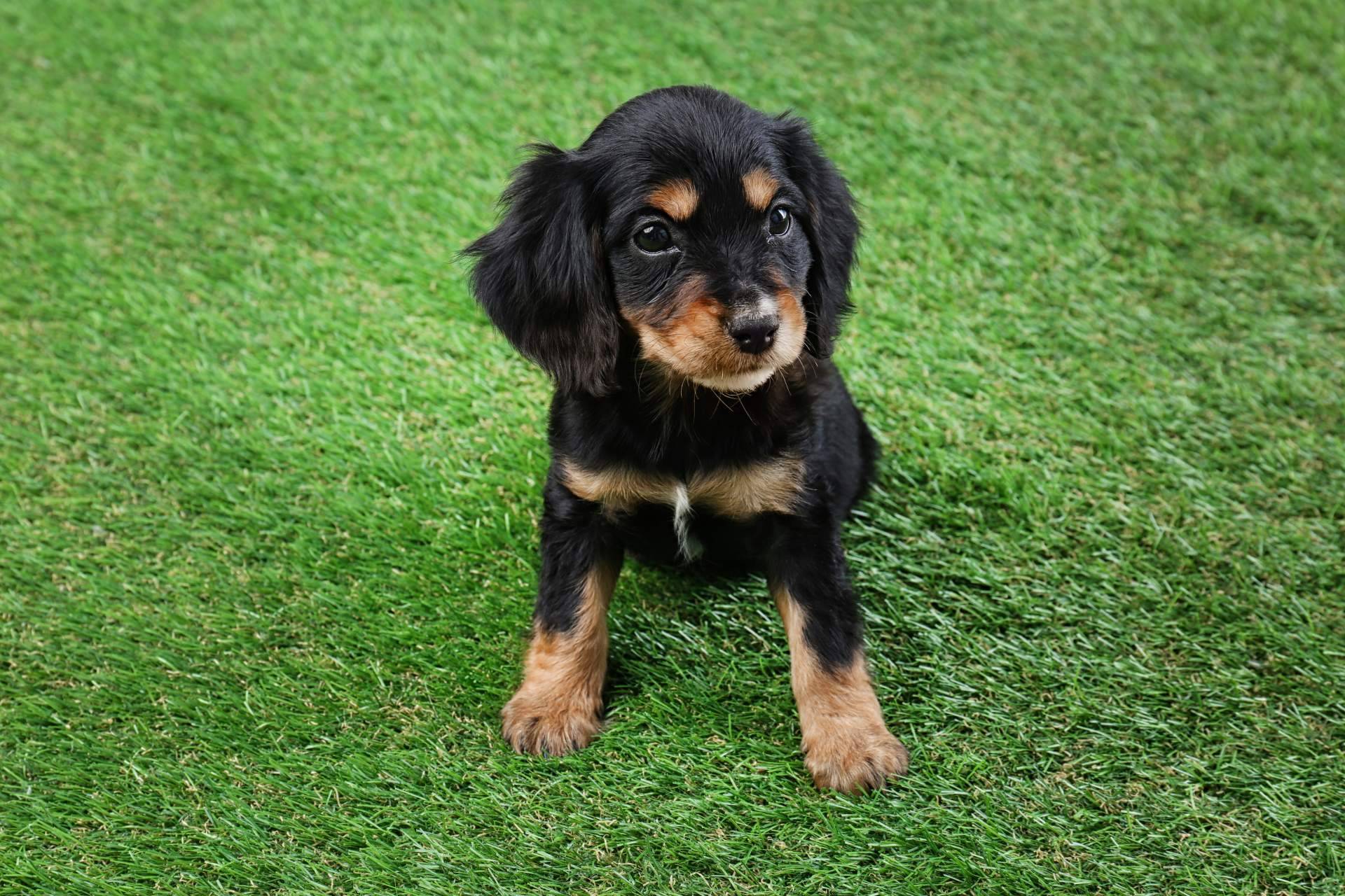 Real Grass, la empresa que ofrece césped artificial para mascotas