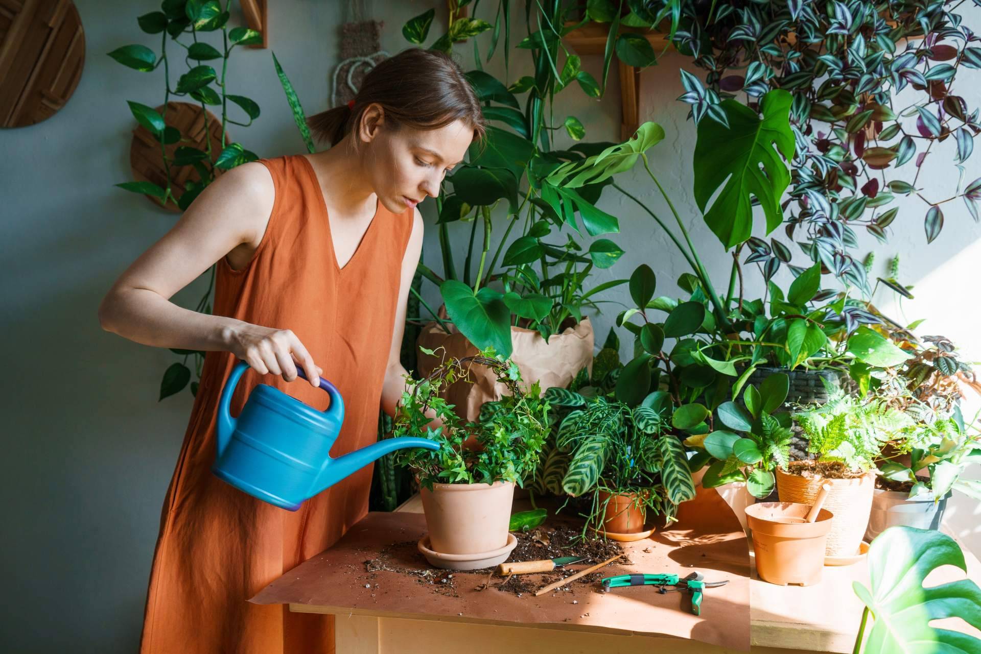 Cómo cuidar las plantas en verano, con Rosistirem