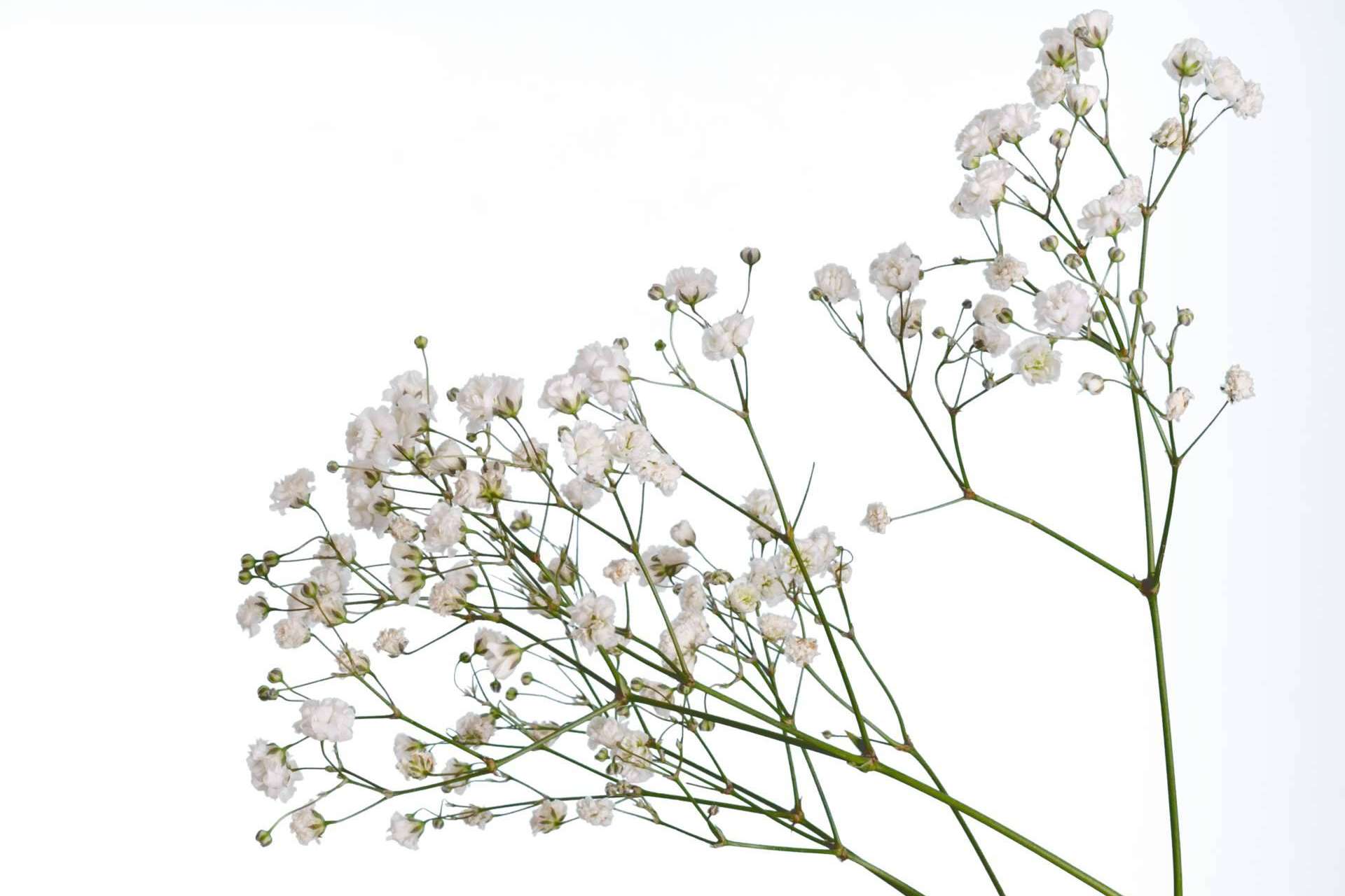 ¿Por qué la paniculata blanca es una de las flores más escogidas?, por Rosistirem