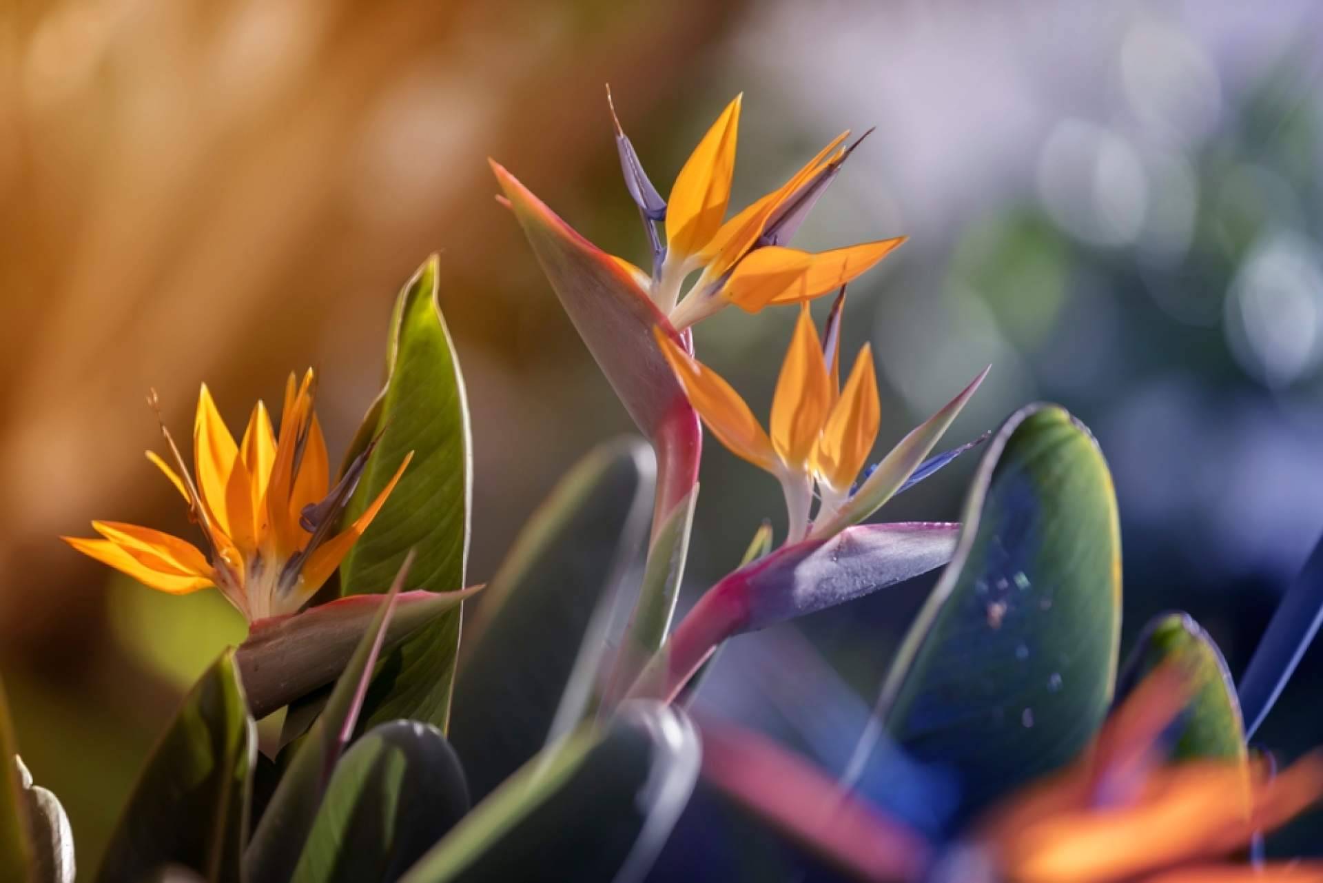 ¿Por qué optar por las flores tropicales?, con Rosistirem