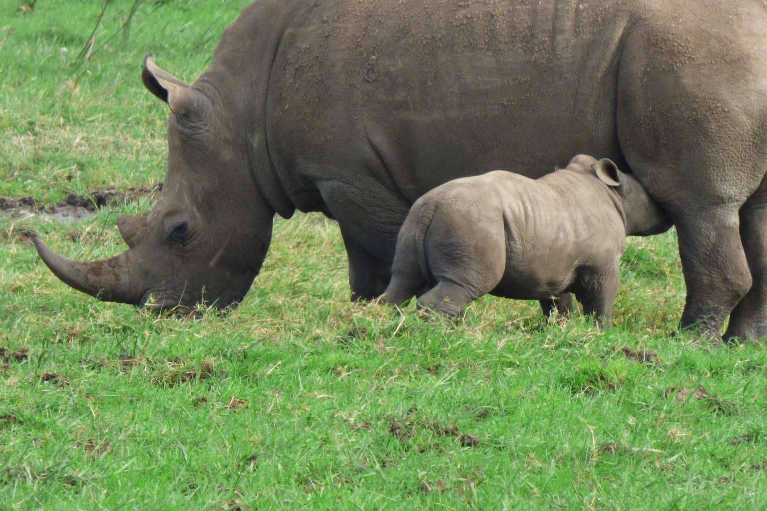 Safari en Uganda