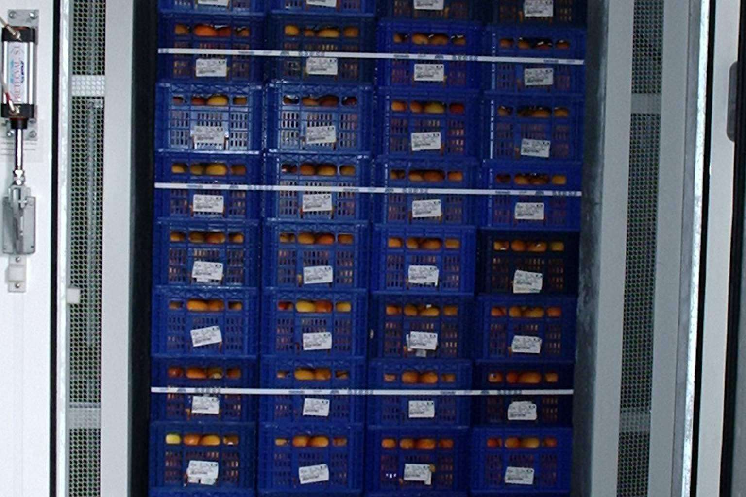 Pretecval ofrece equipos de enfriamiento rápido para frutas y cítricos