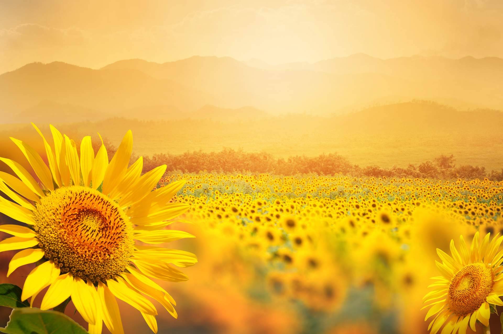 Campos de girasoles en Barcelona respirando naturaleza