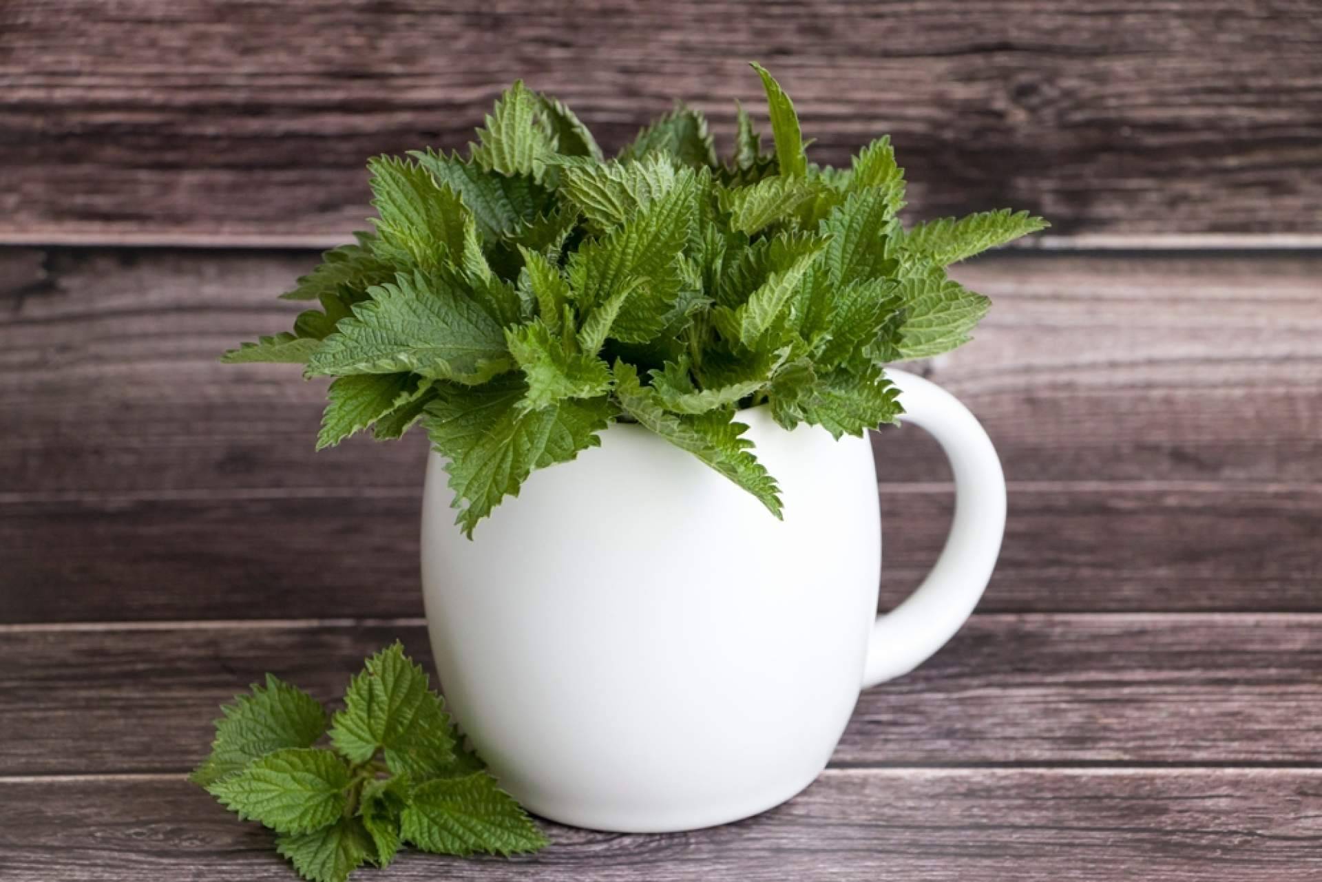 La infusión de ortiga ecológica de Sientea que aporta energía y buenas vibras, WOW