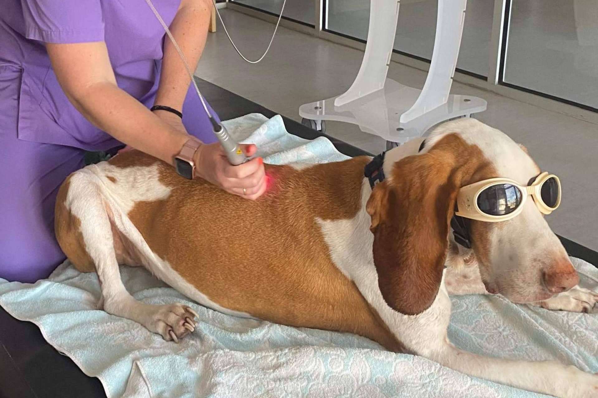 Reanimalia, centro de referencia en rehabilitación y fisioterapia veterinaria con laserterapia tipo IV