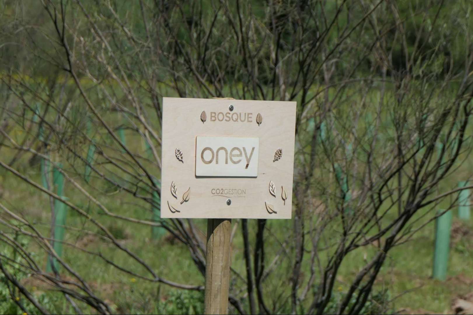 Oney planta su segundo bosque con 500 árboles en Madrid