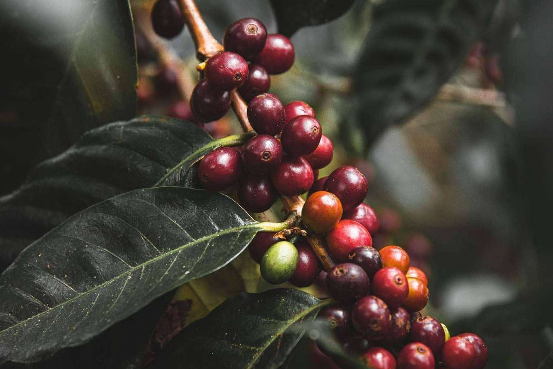 Una variedad de café que está ganando terreno en la Industria del café de lujo