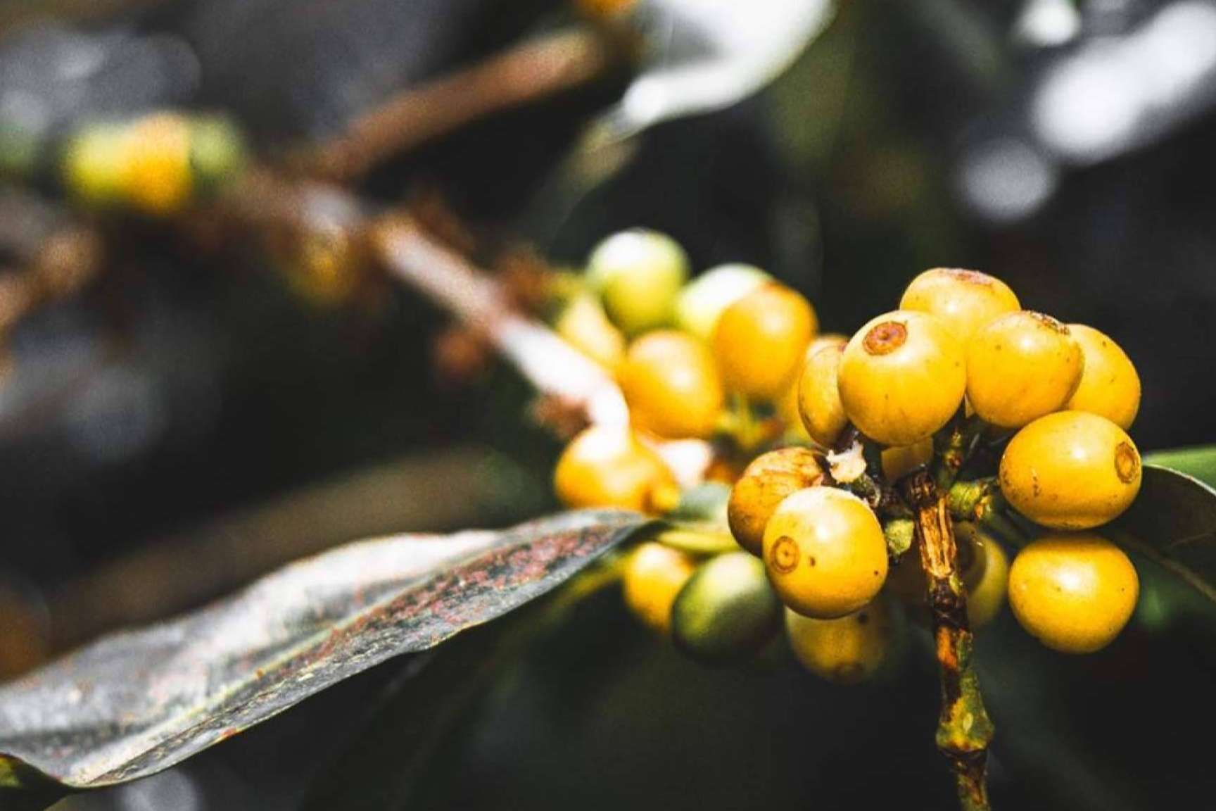 El Café Catuai; Ascendiendo al Cima del Mercado Mundial de Cafés
