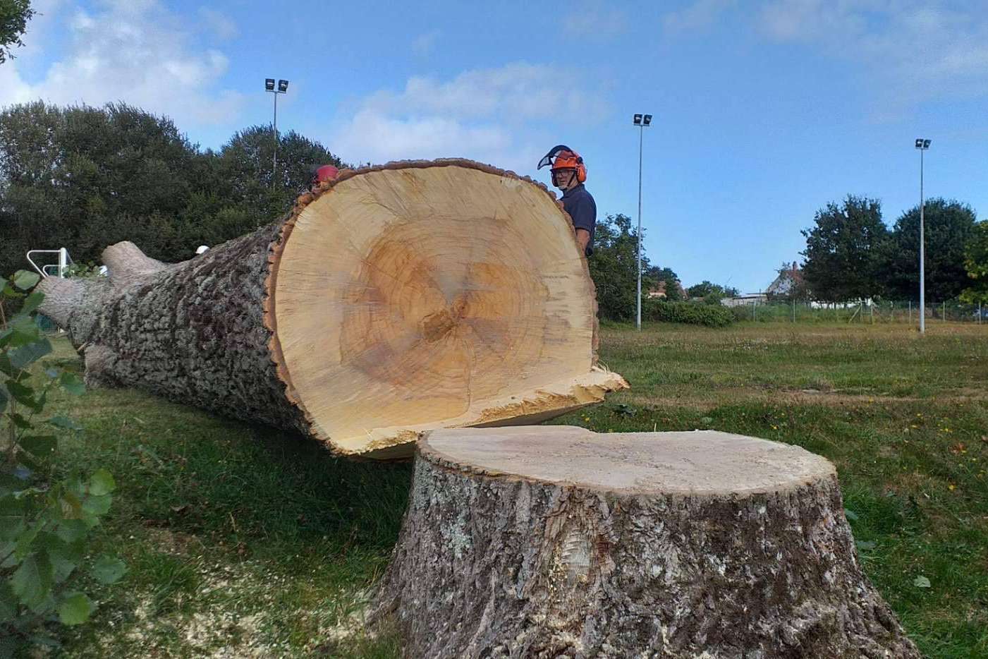 Cómo formar técnicos forestales especializados con el curso de Poda y Tala en Altura de PODAprofesional