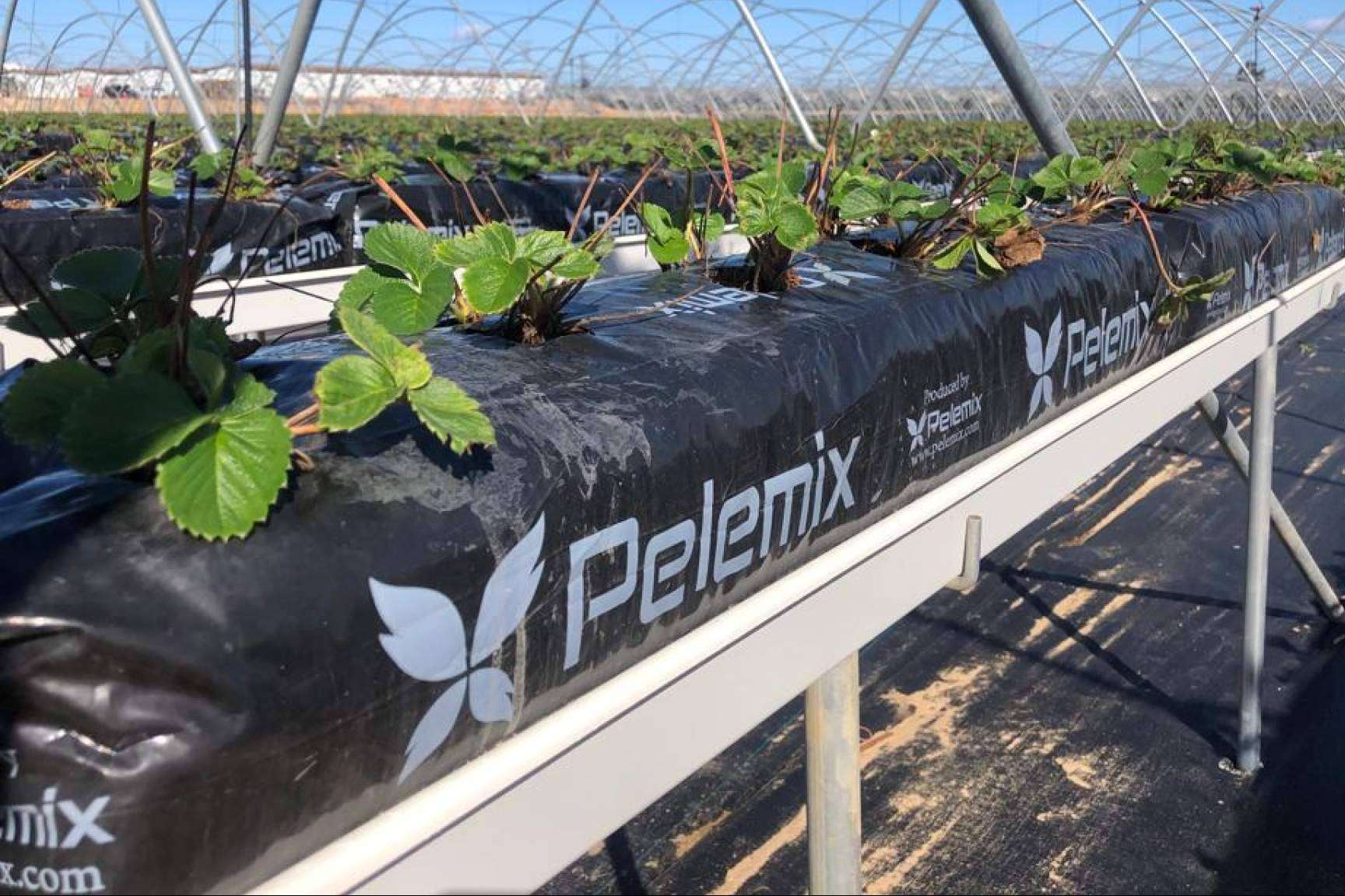 Mayor rendimiento en el sembrado de fresas con las bolsas de cultivo de Pelemix
