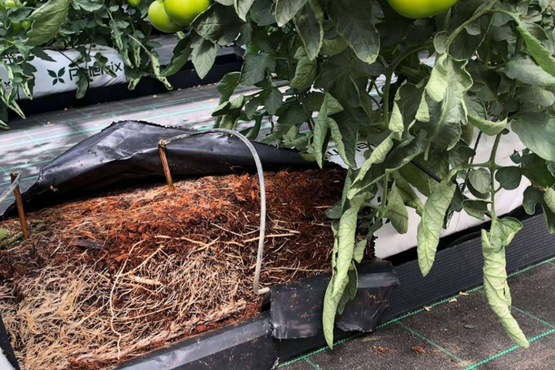 Las Grow Bags de Pelemix facilitan el cultivo de tomates de calidad en cualquier clima y época del año