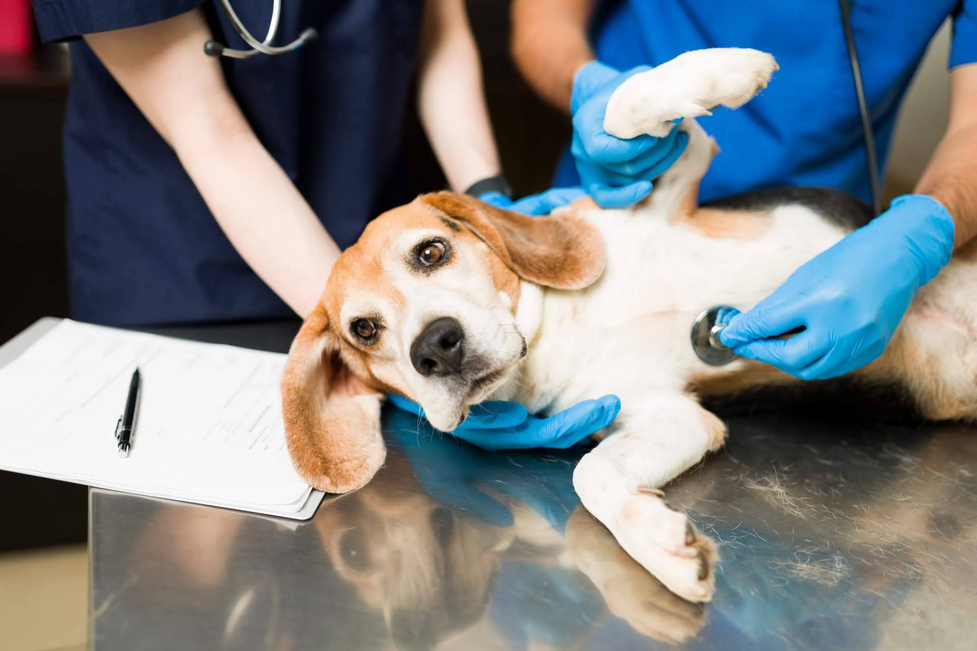 Especialistas en atender y resolver fallecimientos de animales en casa del propietario