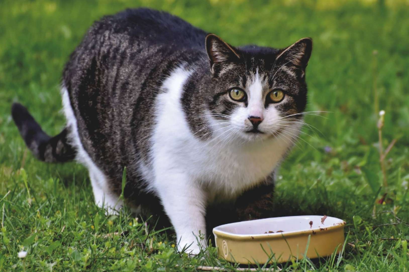 Revolución en la alimentación de mascotas, smoothies y bebidas energéticas para gatos y perros
