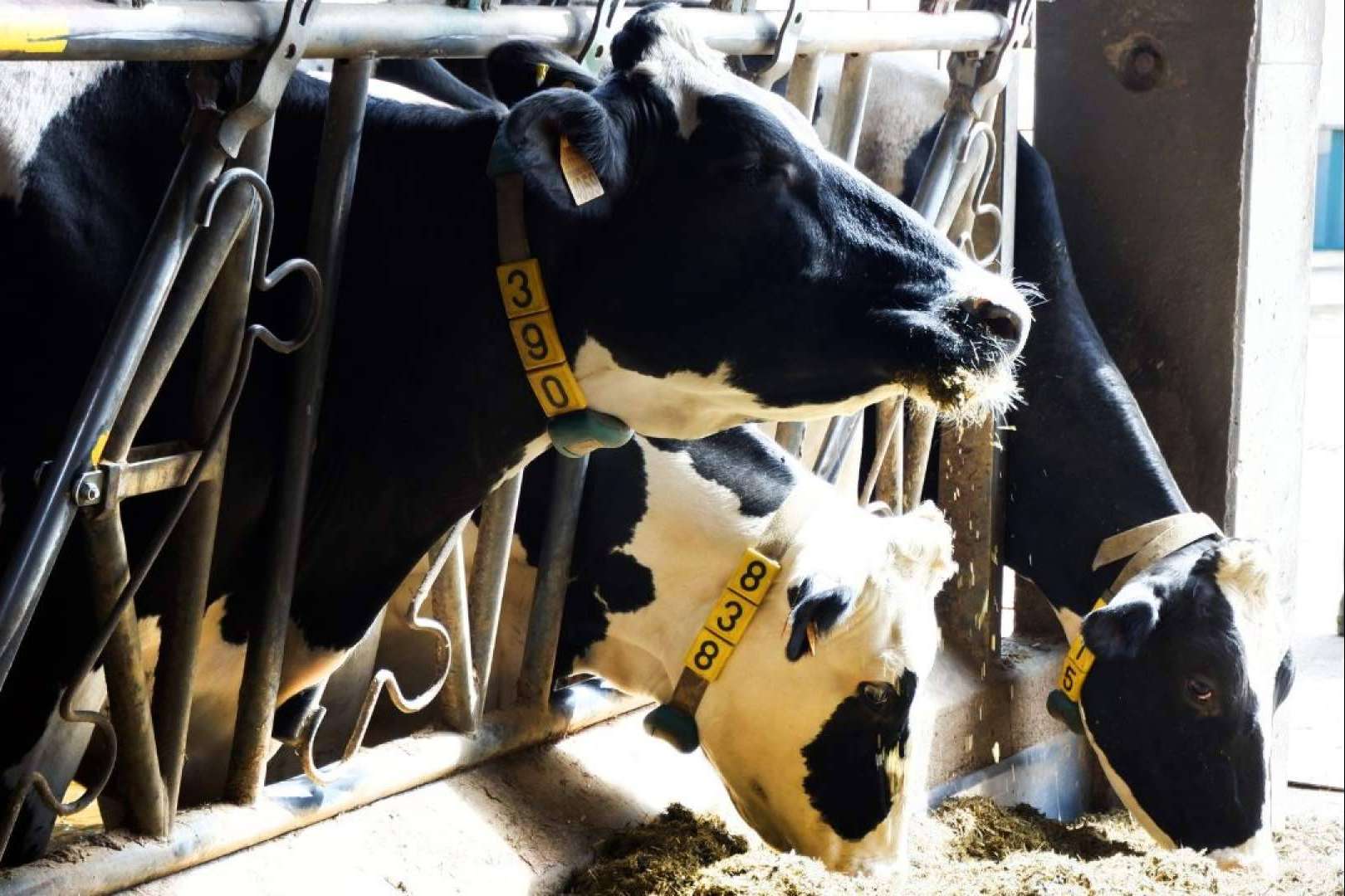 Beneficios de contratar un agroseguro para explotaciones de animales, plantaciones o cultivos, por Ucoga
