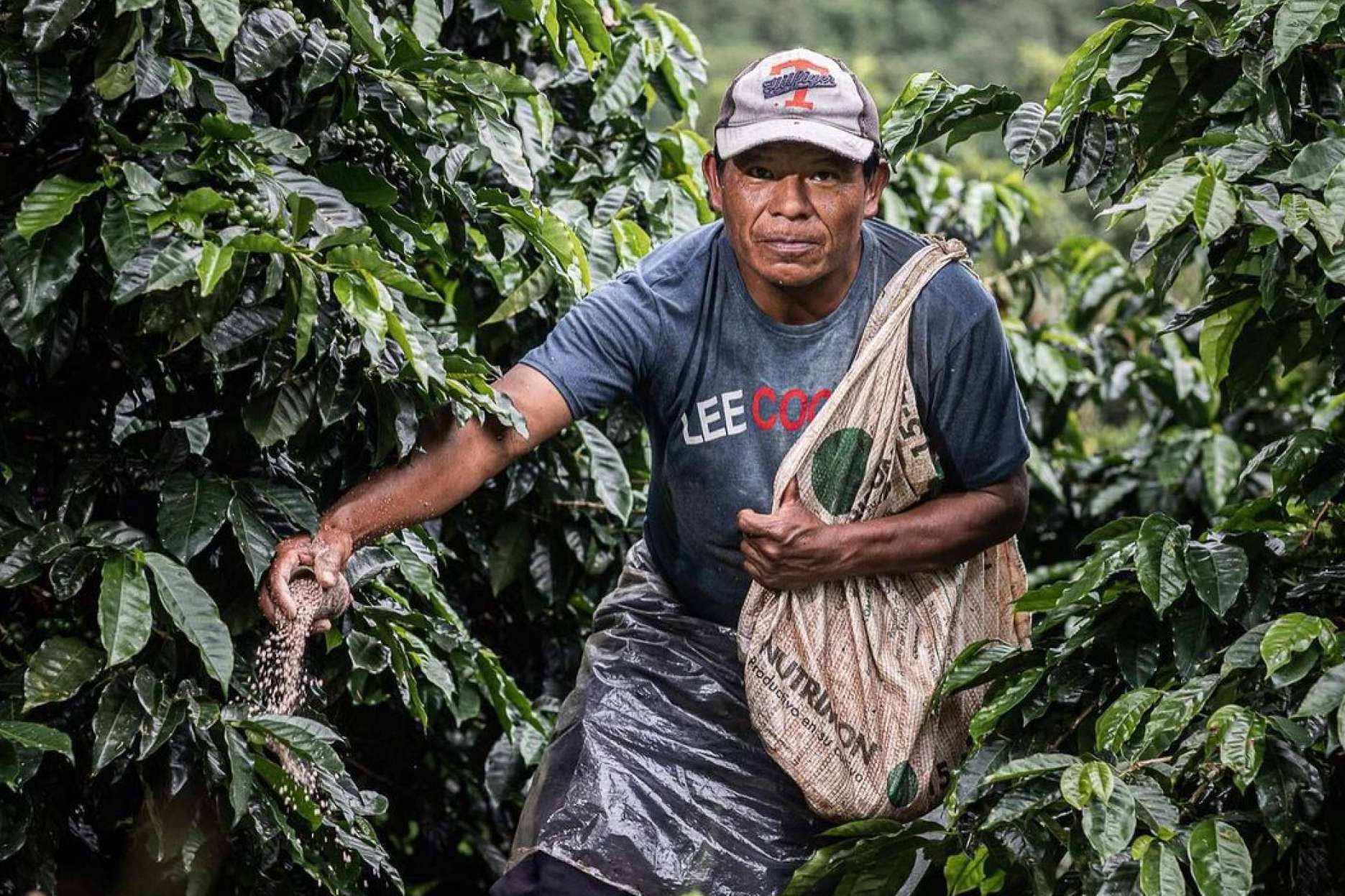 Cafe Catuai, bondades, orígenes y proyección de una variedad que redefine la experiencia sensorial del consumidor
