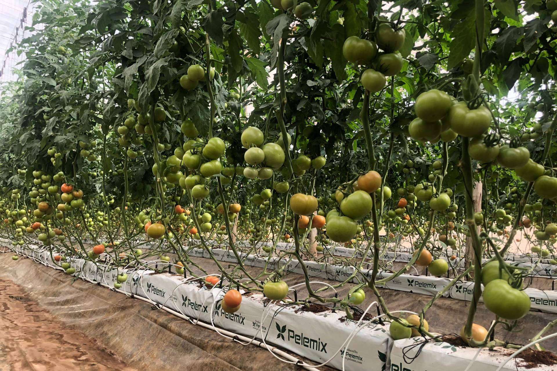 Los sustratos de coco de Pelemix aportan propiedades excepcionales para potenciar el cultivo de tomates
