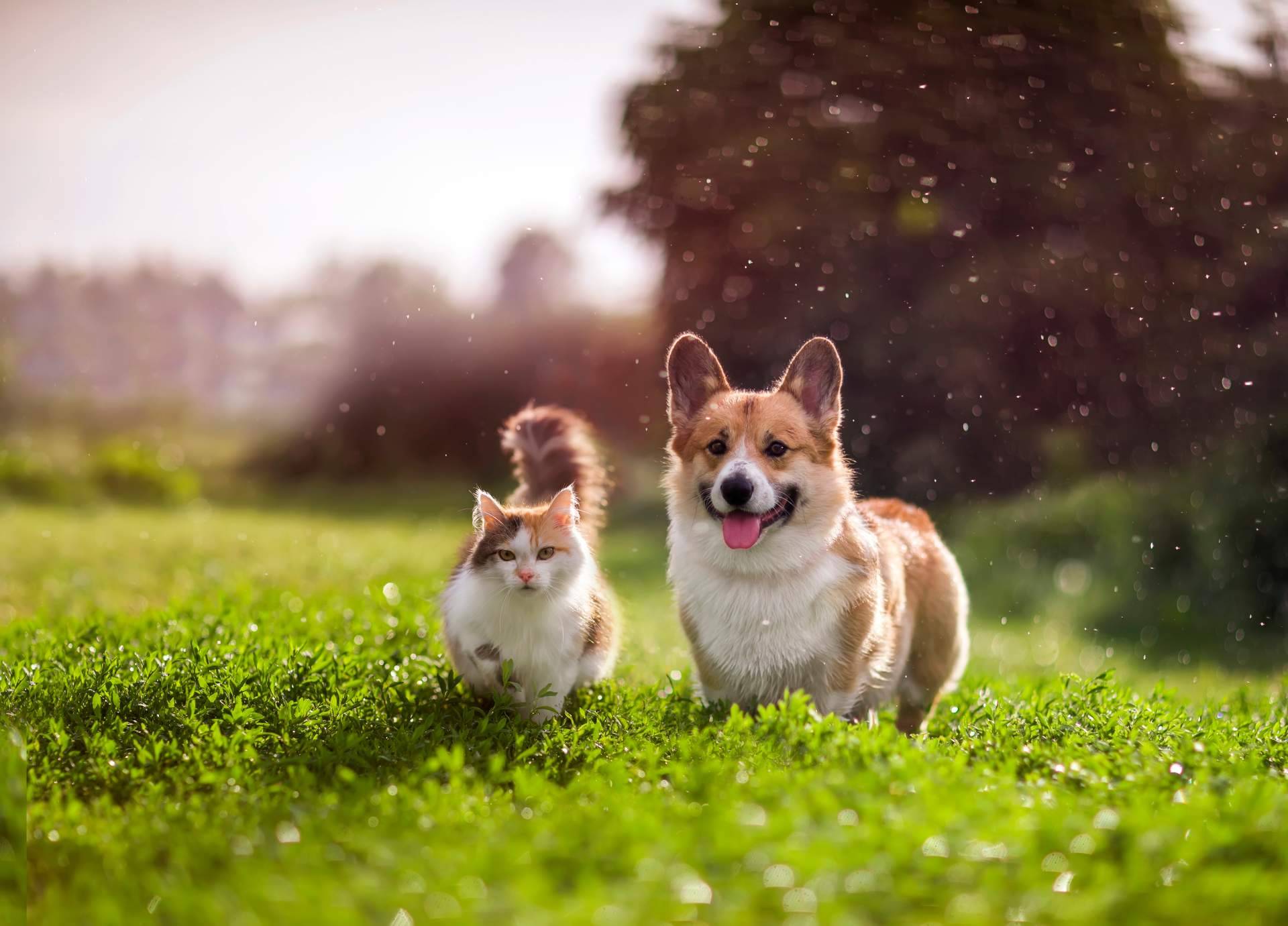 Ka Salud Integral, nutrición natural para animales con necesidades especiales