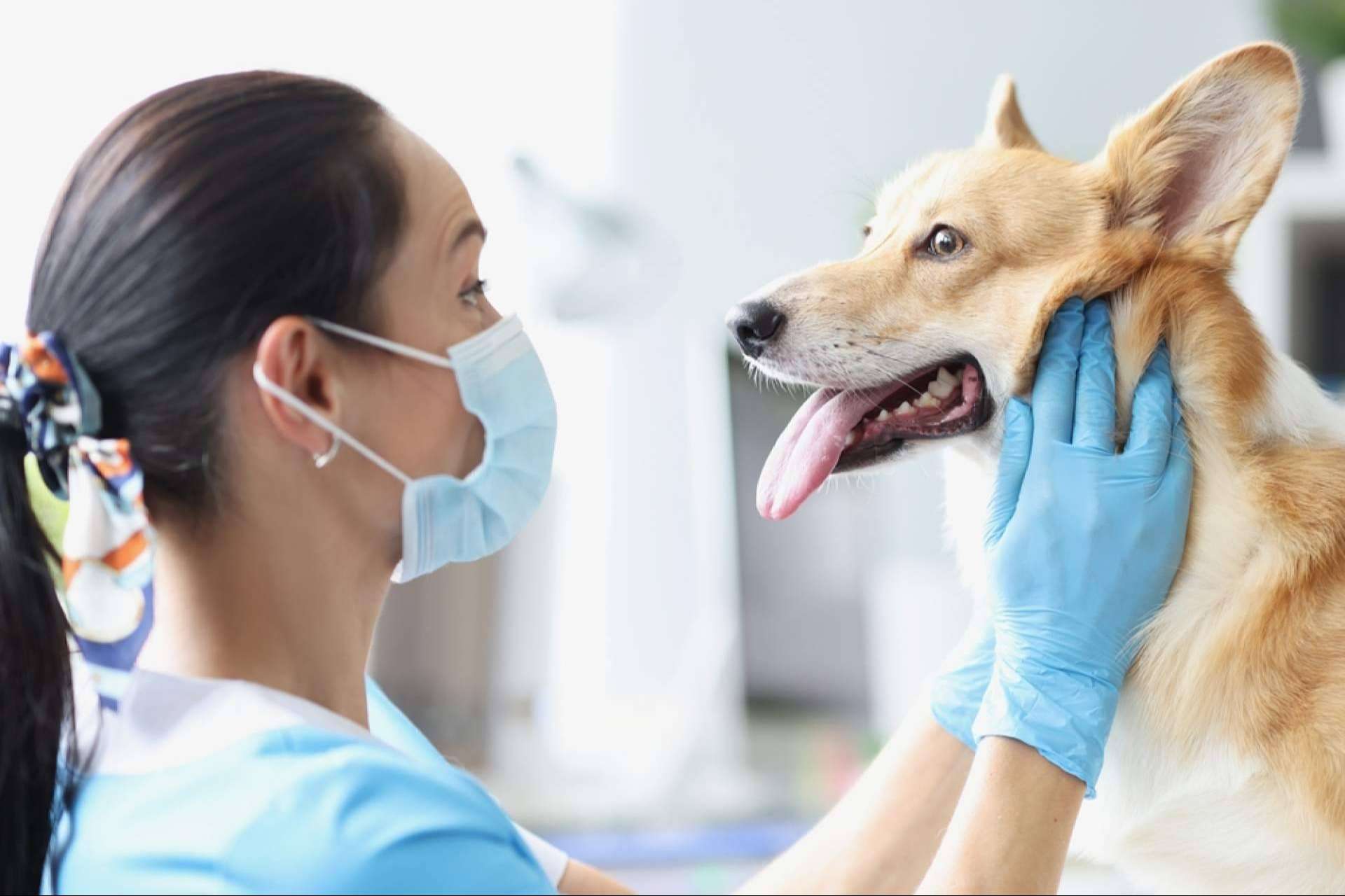 Dogfy Diet ofrece dietas especializadas para apoyar a perros con enfermedades crónicas y renales