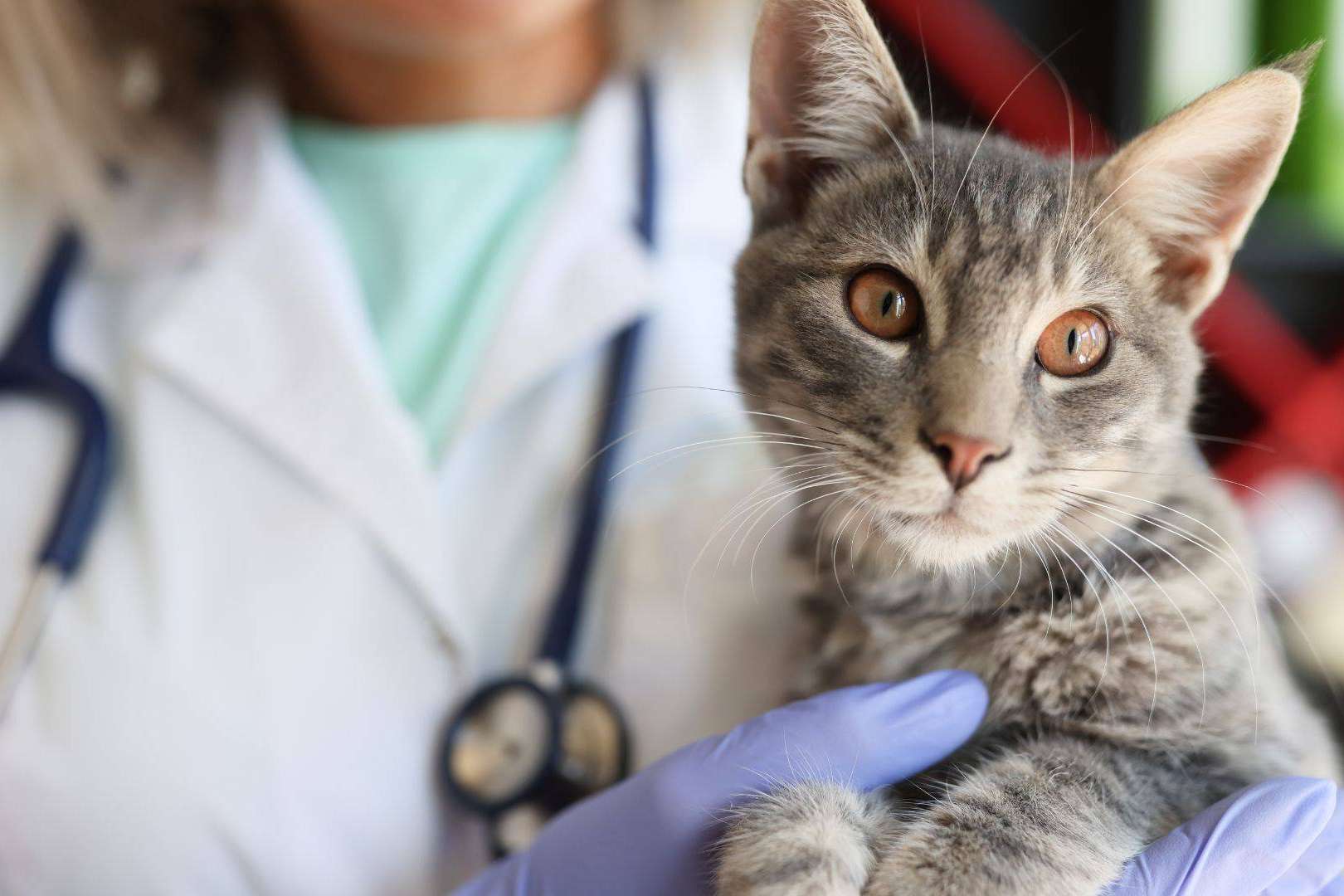 La revolución digital en las clínicas veterinarias; impulsando la gestión de la información