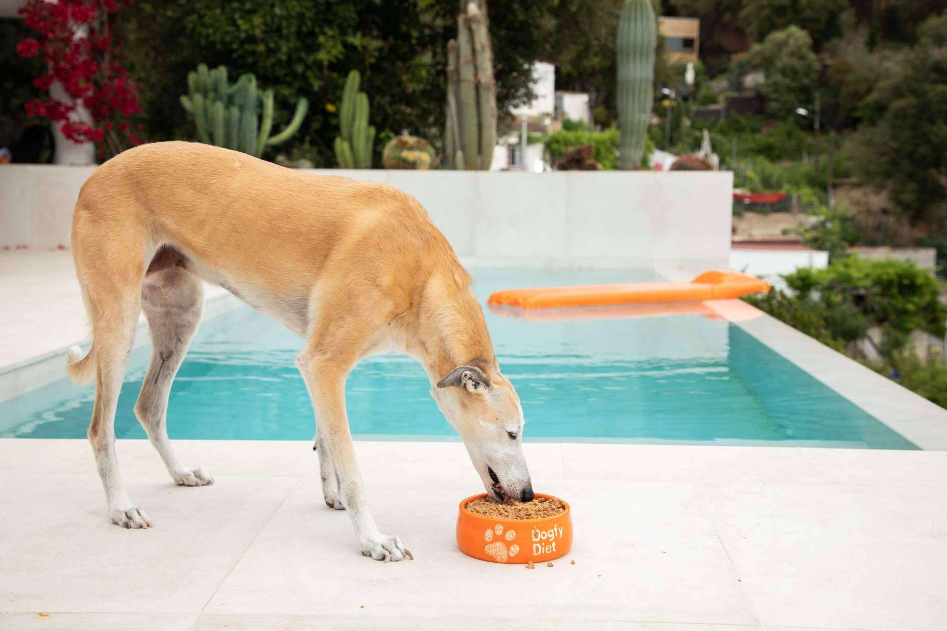 La comida casera para perros llega a domicilio con Dogfy Diet