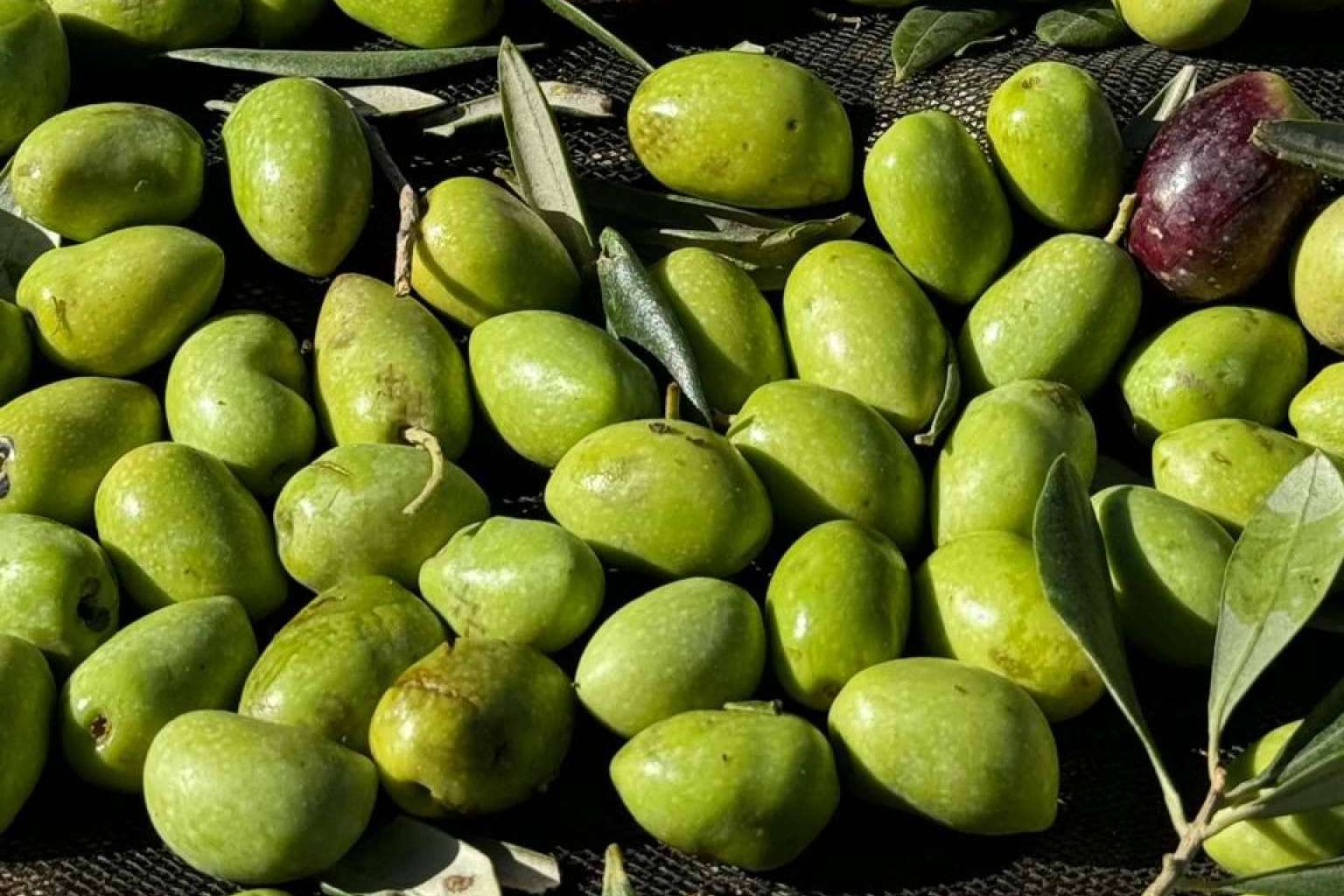 Salud y tradición, los secretos del AOVE sin filtrar de cosecha temprana