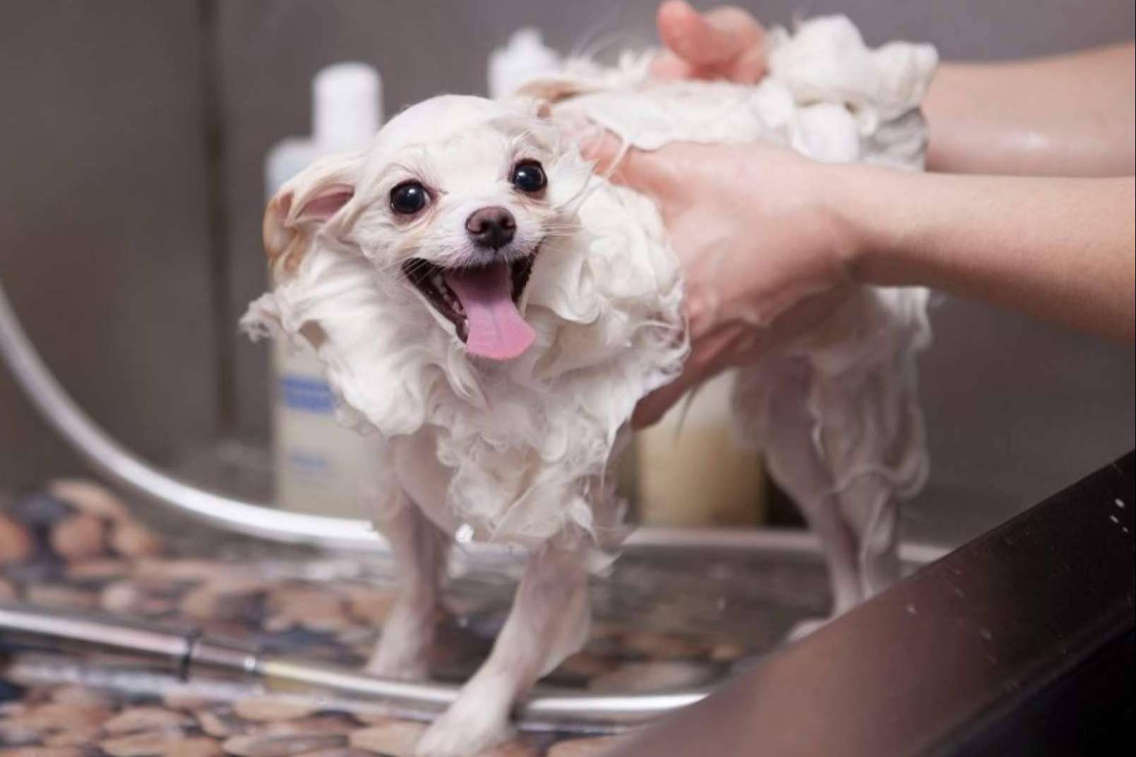 Gestor PetShop; Cumple con VeriFactu en Peluquerías y Tiendas de Animales