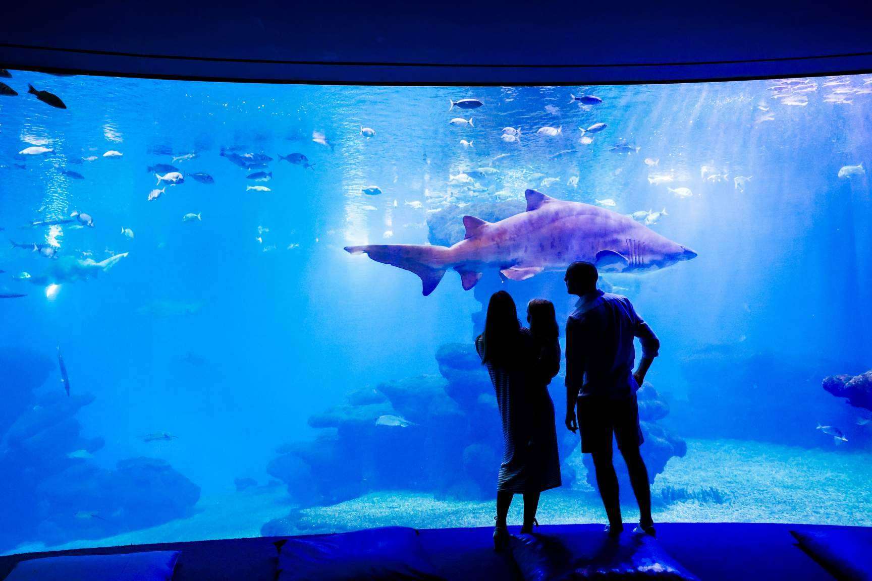 Palma Aquarium lanza ‘Som de la Mar’ con una fiesta benéfica por el Día de las Islas Baleares
