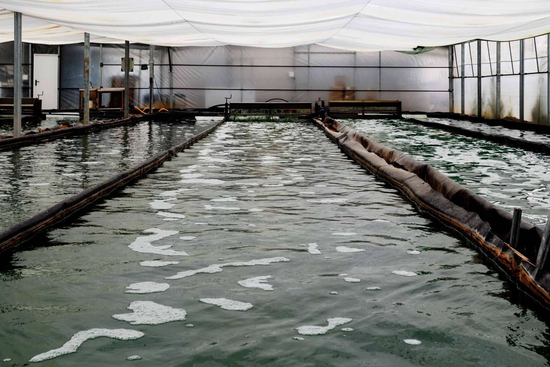 Blauver presenta su espirulina fresca como un producto clave en la alimentación del futuro