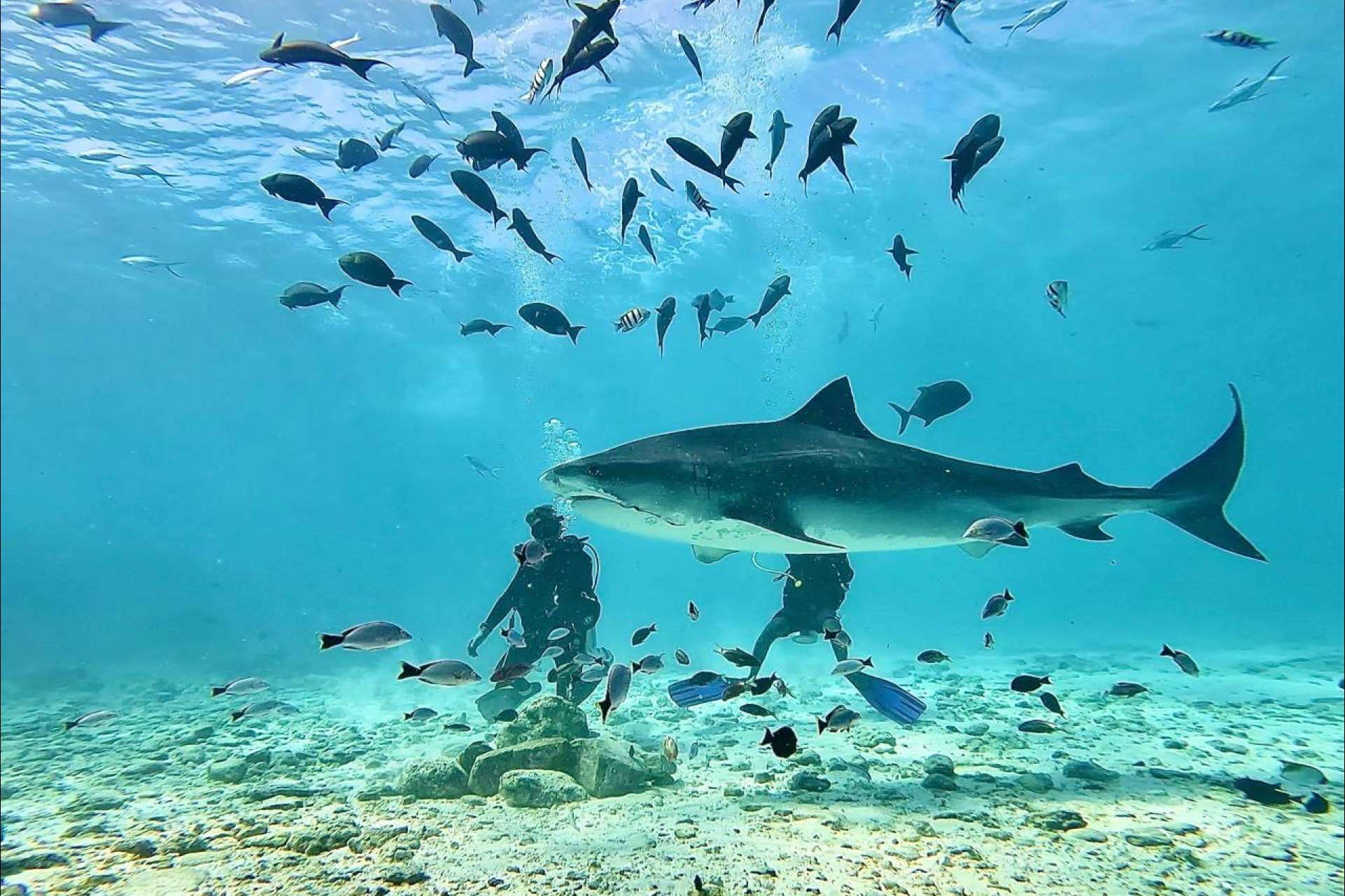 La experiencia profesional de Drop Dive Maldives en destinos de buceo como Rasdhoo y Fuvahmulah