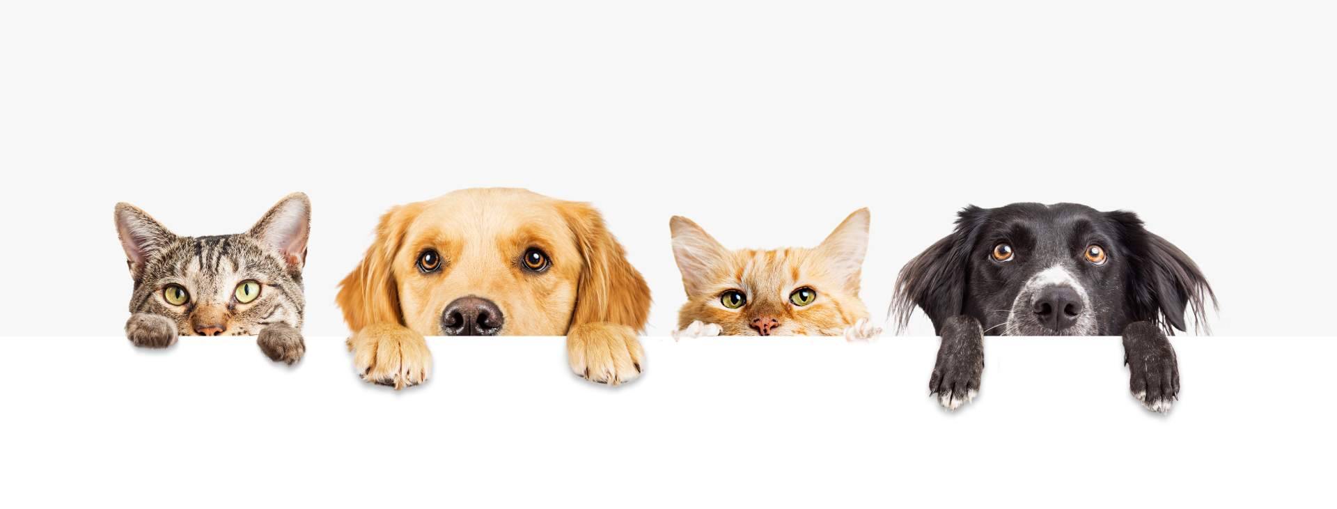 Miss Patitas Peludas, el ecommerce que facilita la compra de comida de calidad para gatos y perros