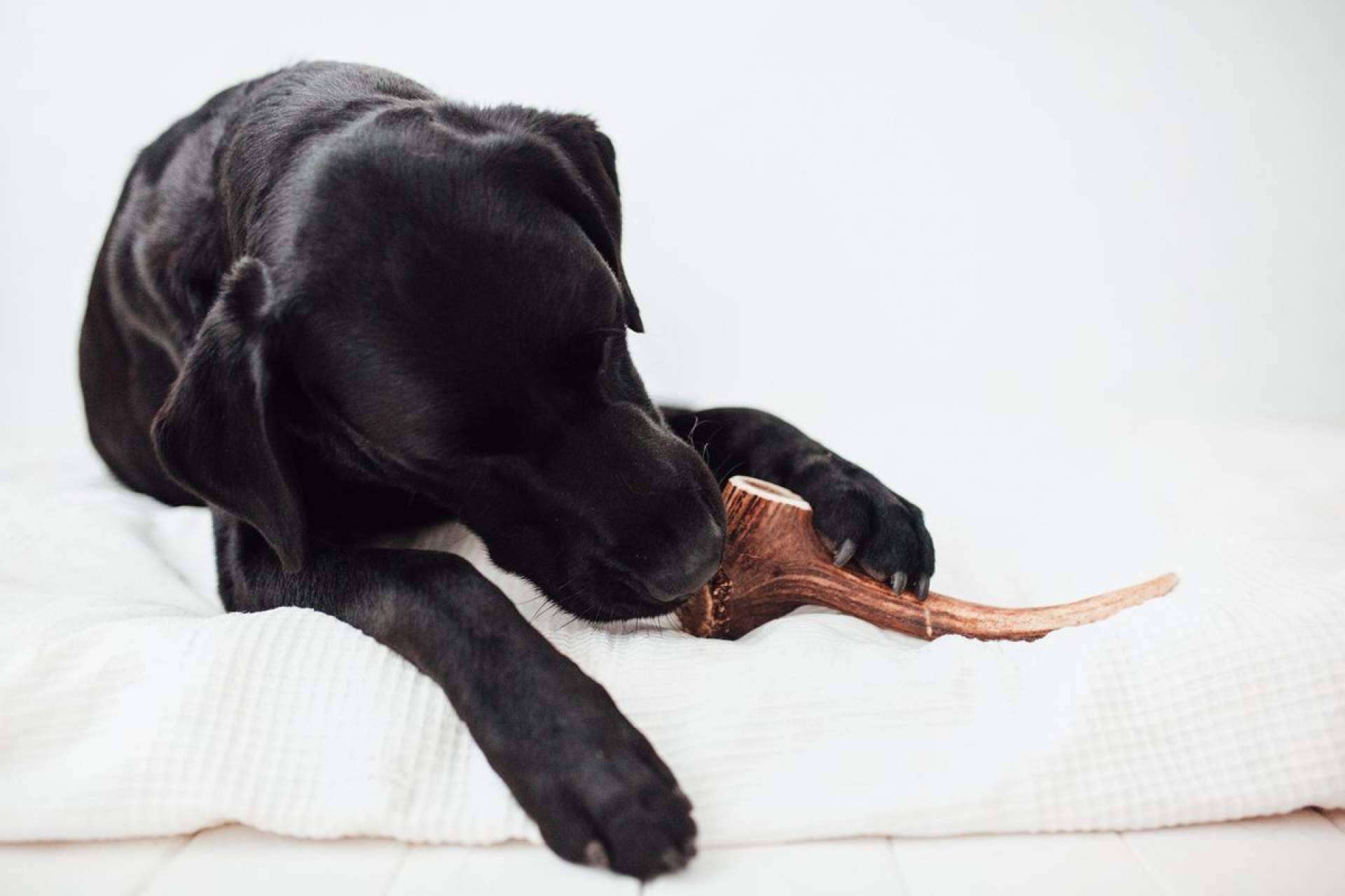 Natural, seguro y divertido; La solución perfecta para el bienestar del perro