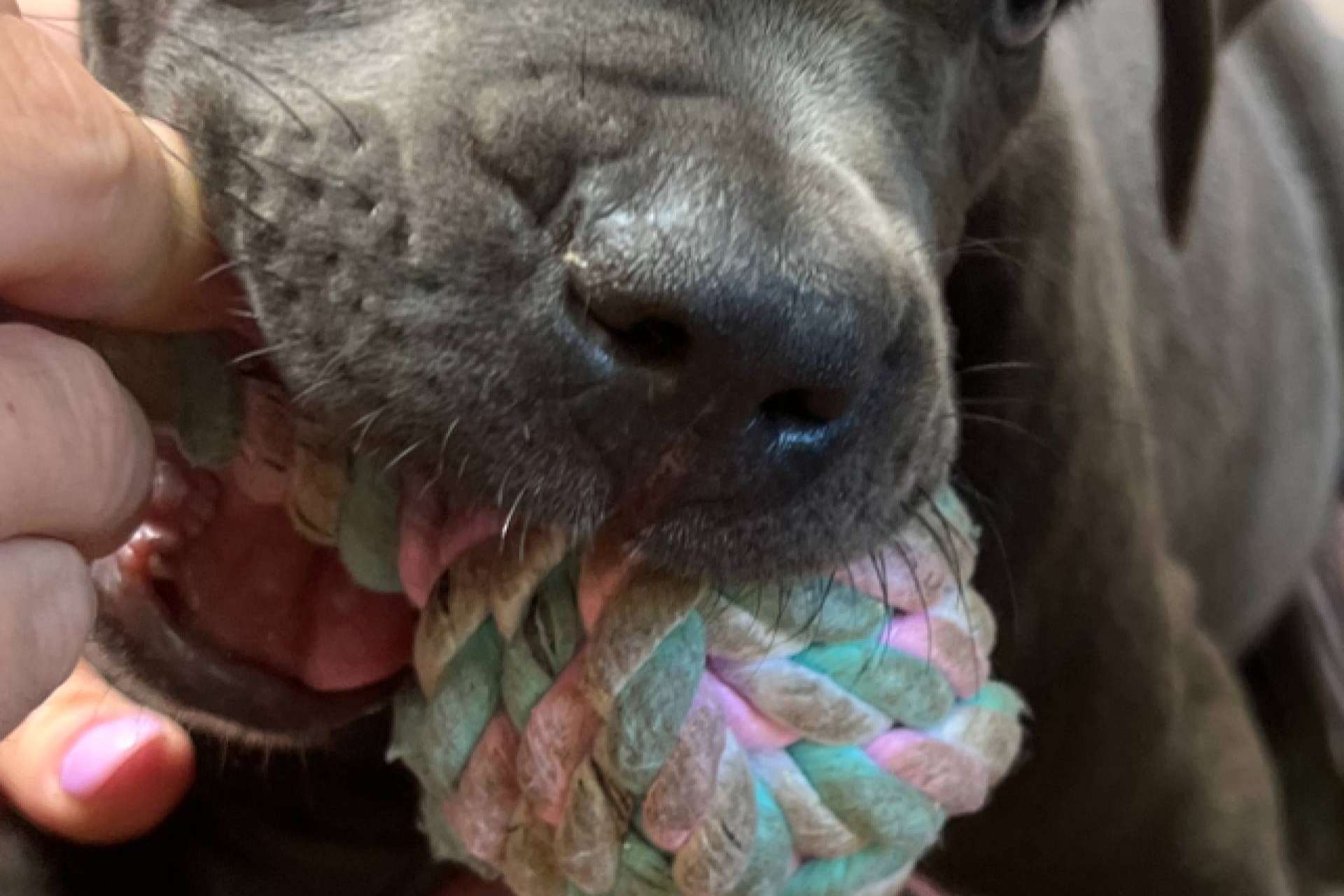 Grandes Metas refuerza su servicio de adiestrador de perros en Madrid a domicilio con una metodología respetuosa