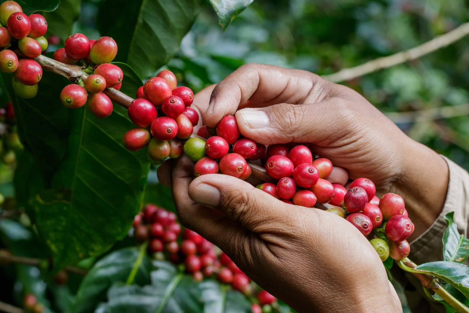 Café para oficina; una experiencia premium con grano de especialidad