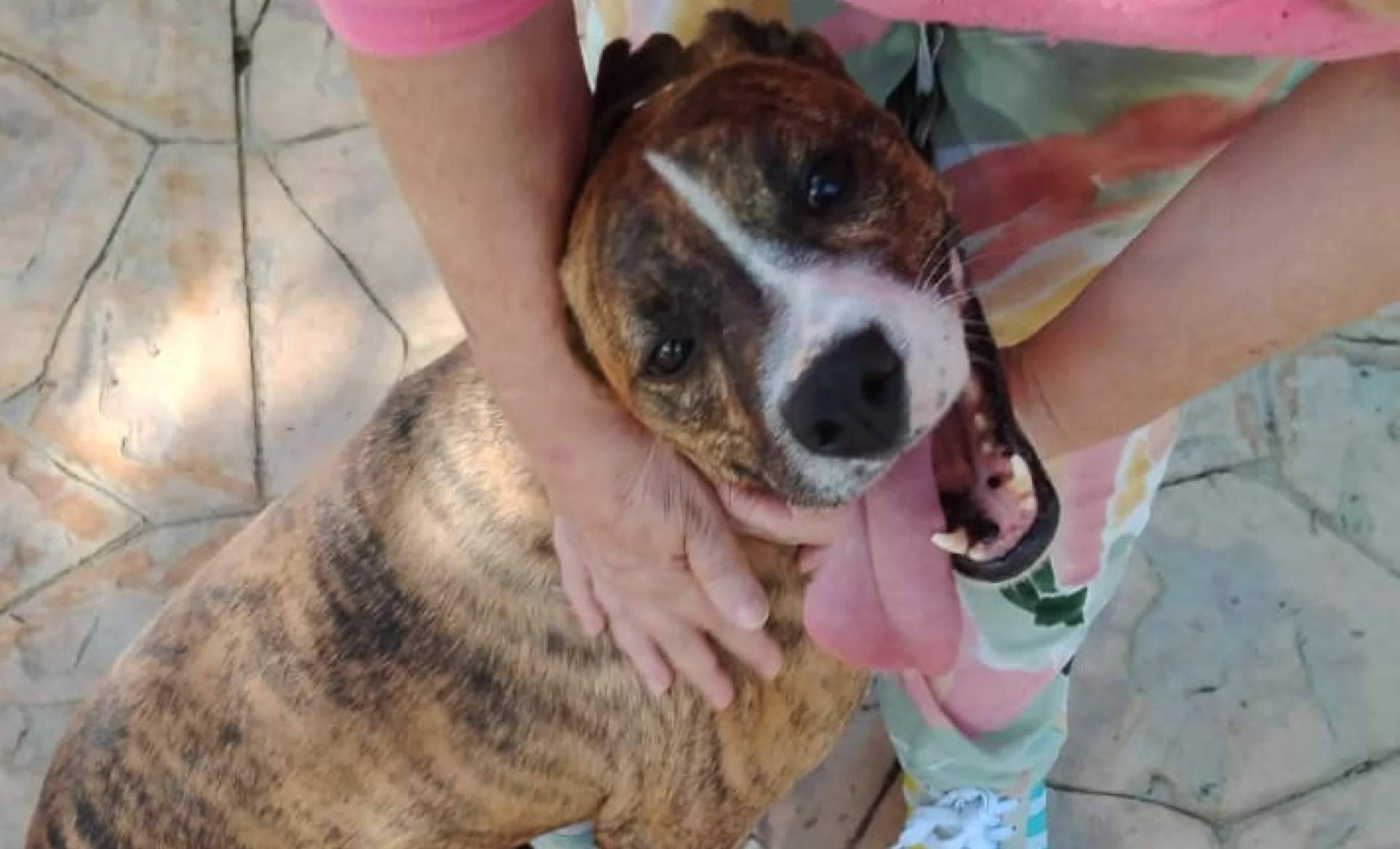 SOS Salvando Vidas España defiende el derecho a adoptar perros sin etiquetas ni prejuicios de raza