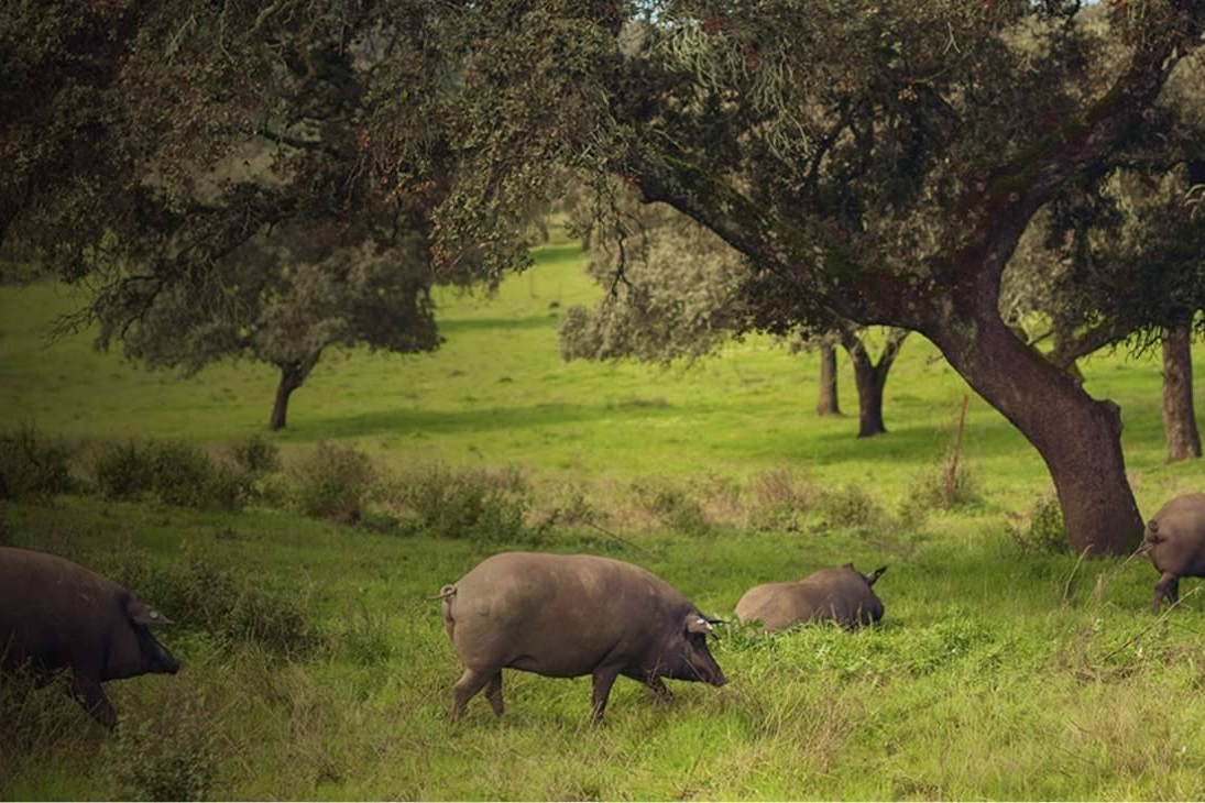 Jamón ibérico para Navidad; una celebración con raíces de dehesa
