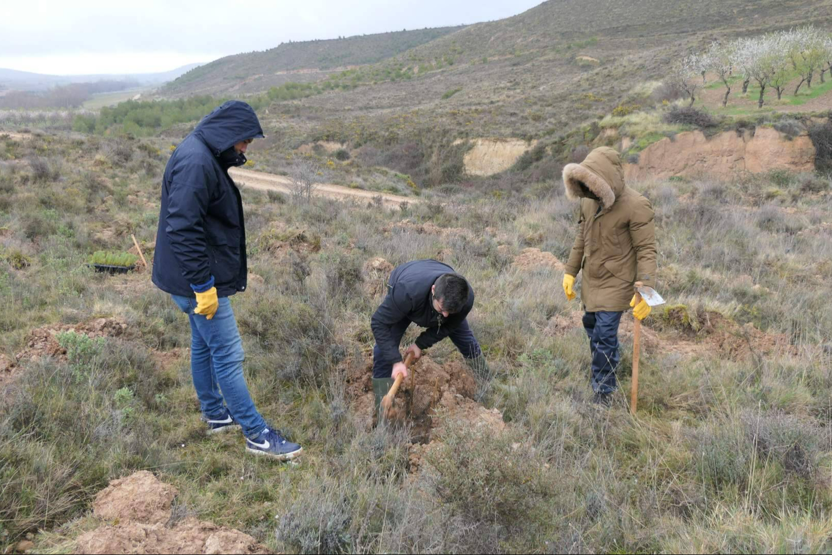 CO2 Gestión impulsa la sostenibilidad empresarial a través de la reforestación corporativa en España
